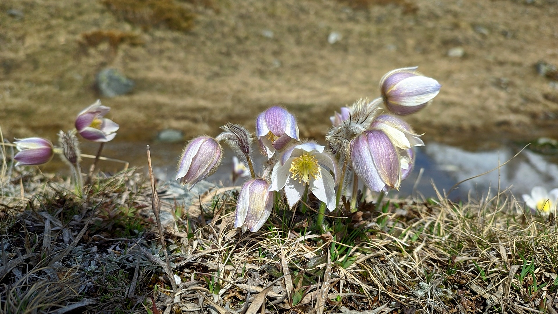 anemone