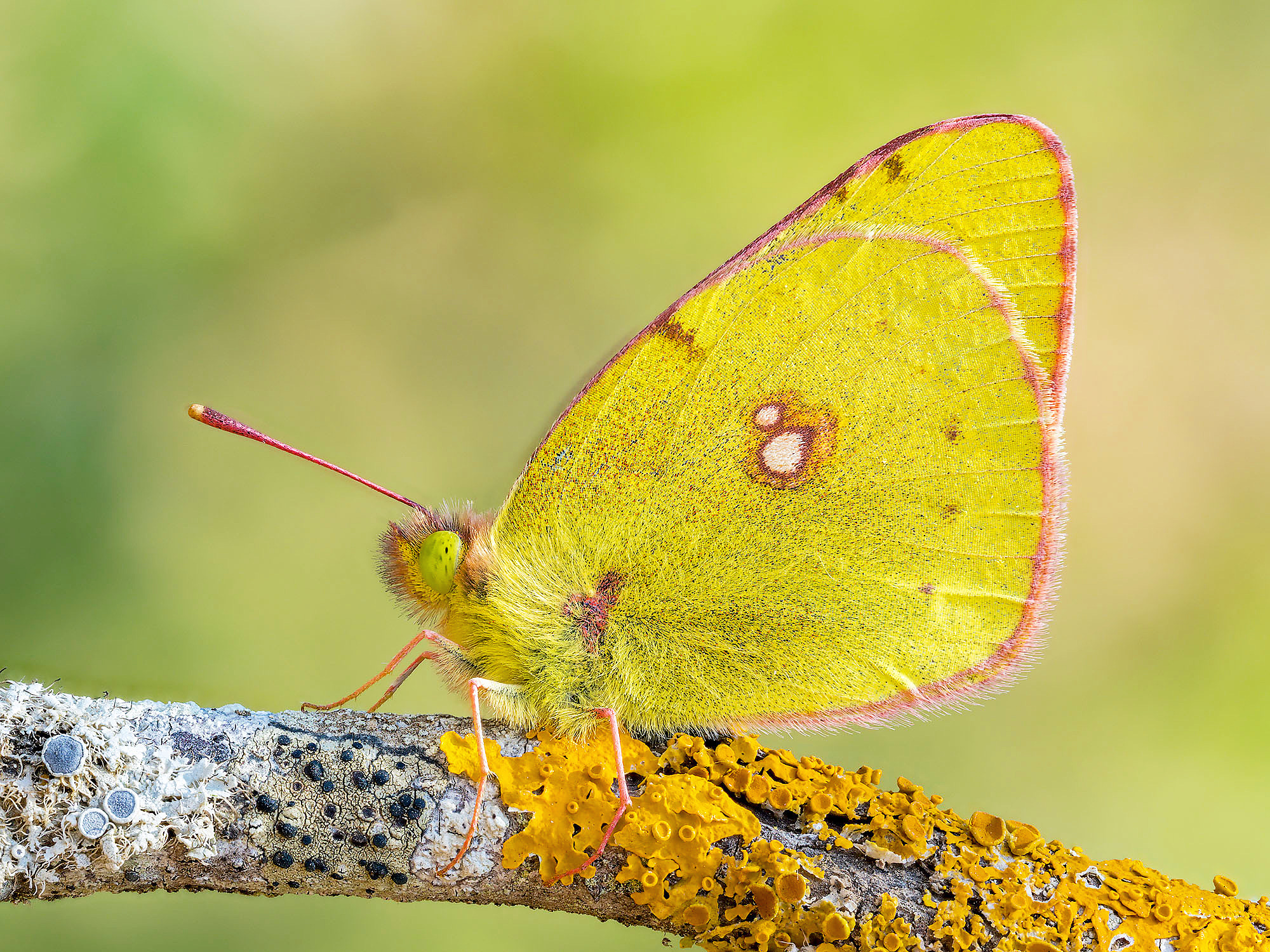 Colias crocea