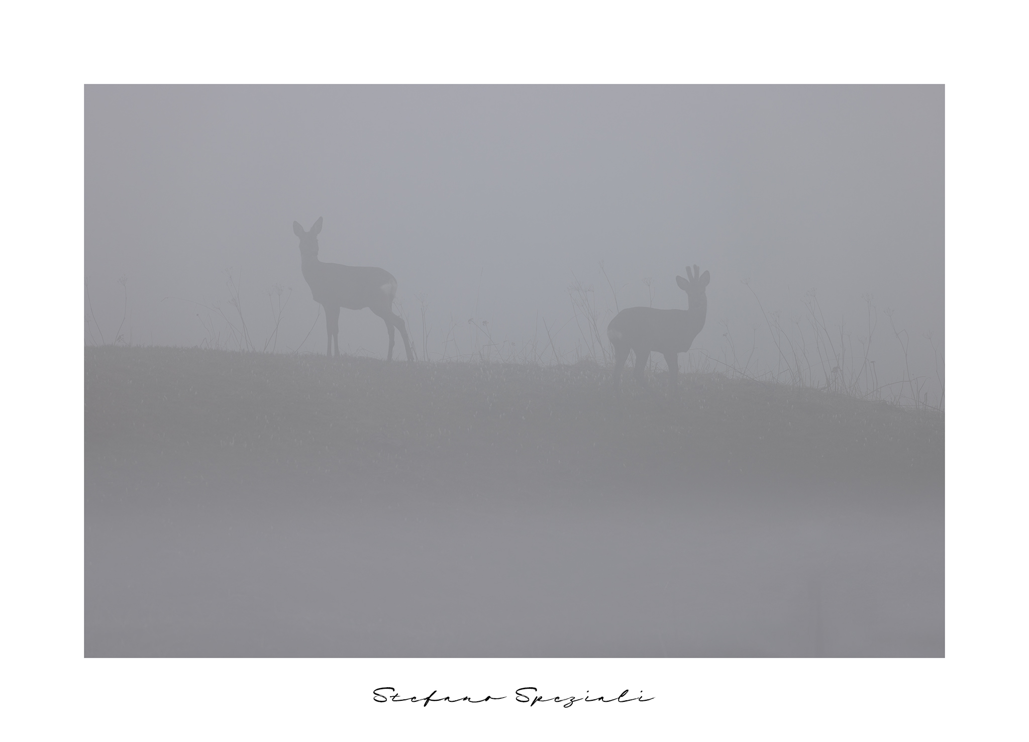 Capriolo - Capreolus capreolus