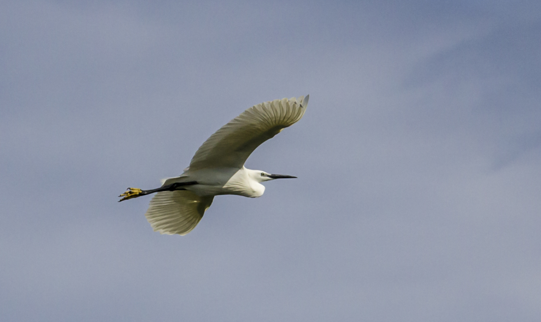 Little Egret (Egretta egret)