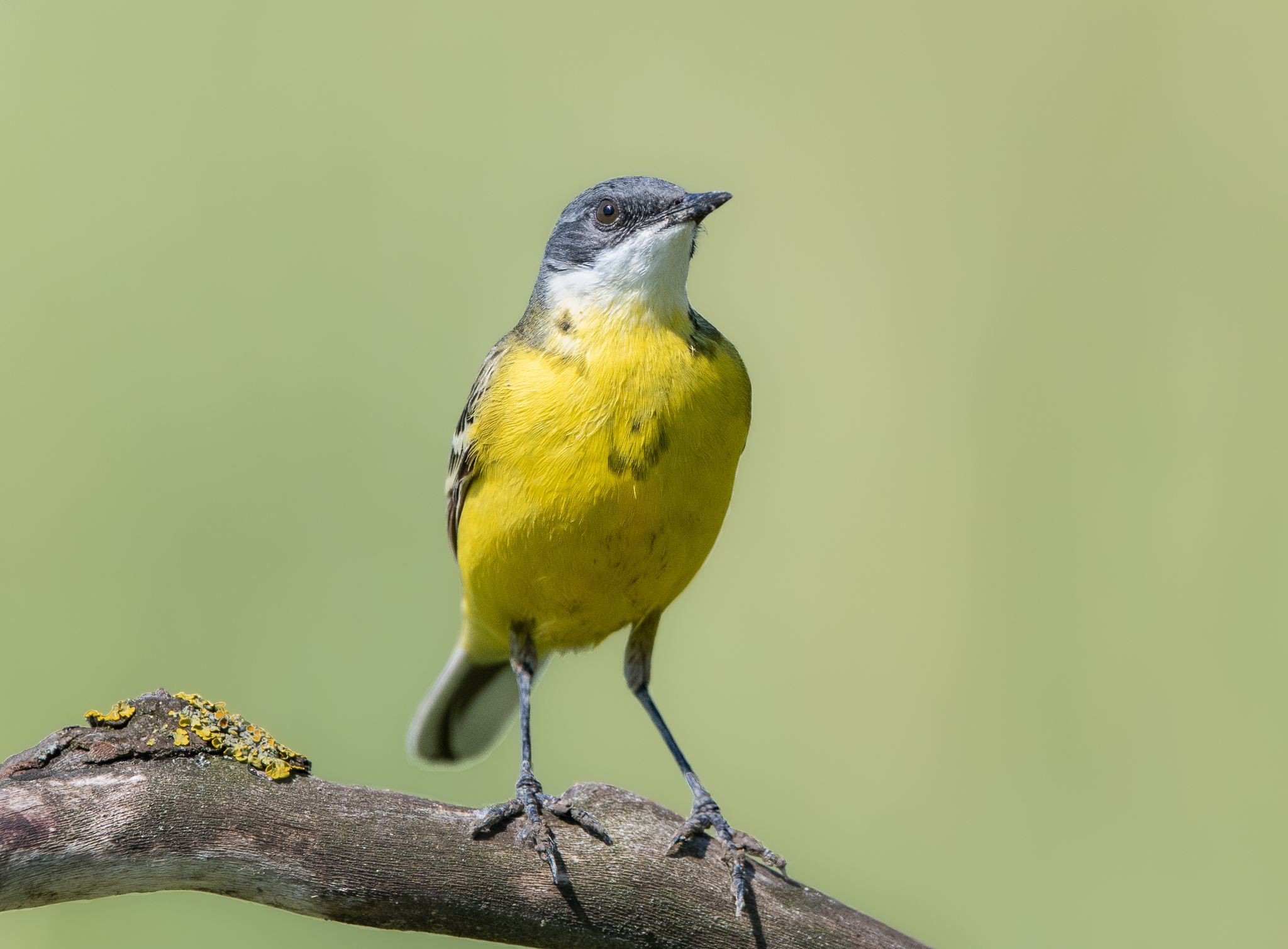 Cutrettola. Una vita tra prati, campi e paludi.
