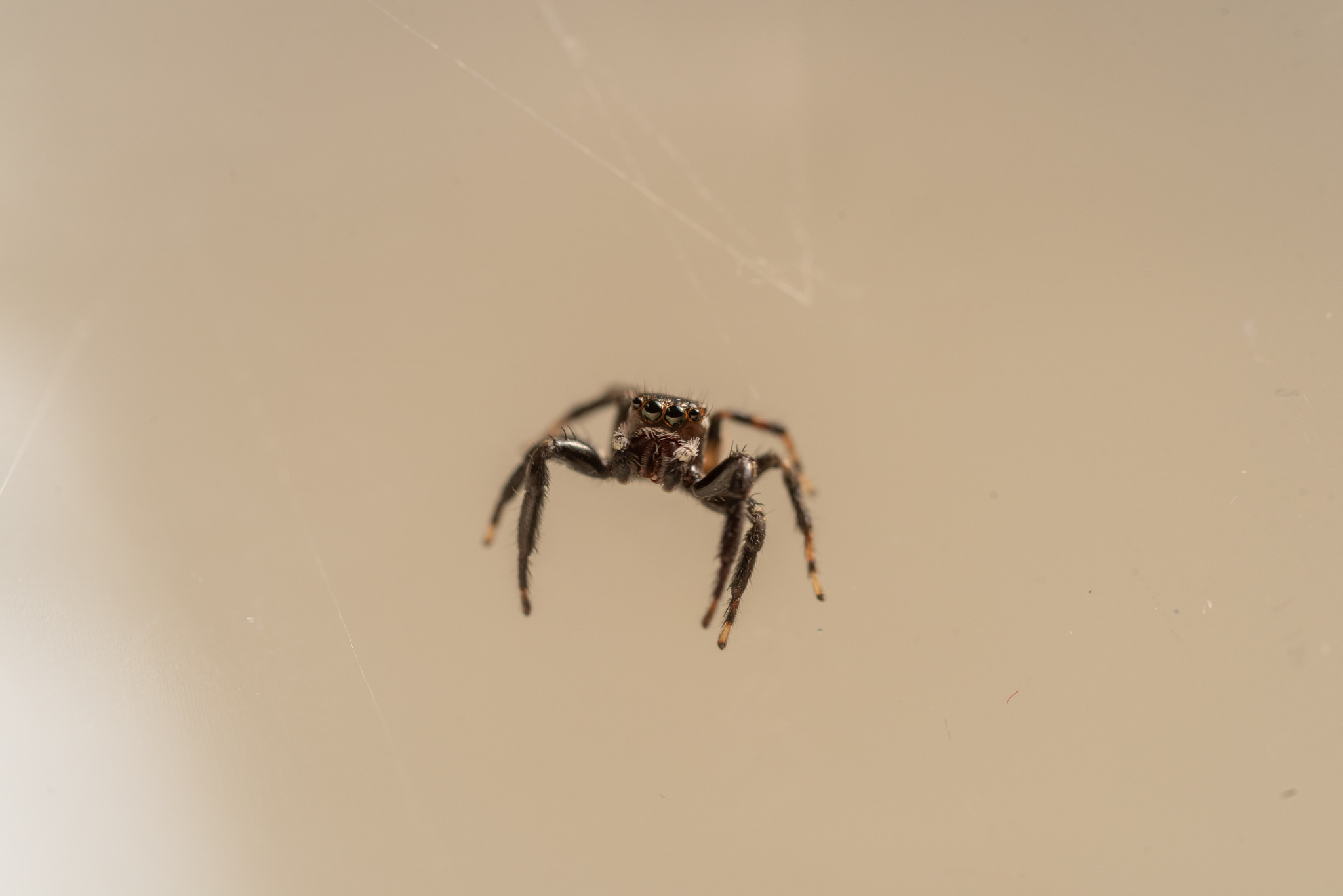 Macro jumper spider