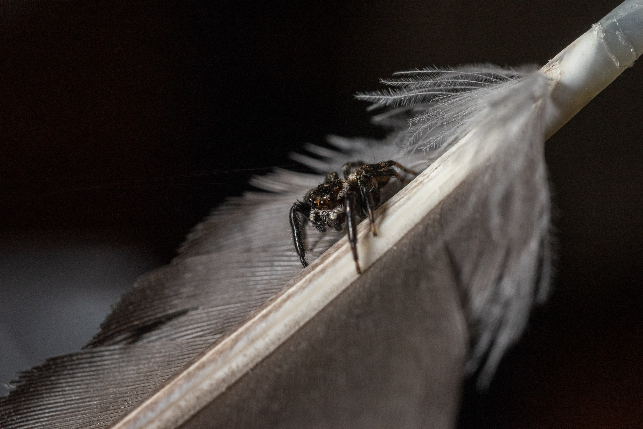 Macro jumper spider