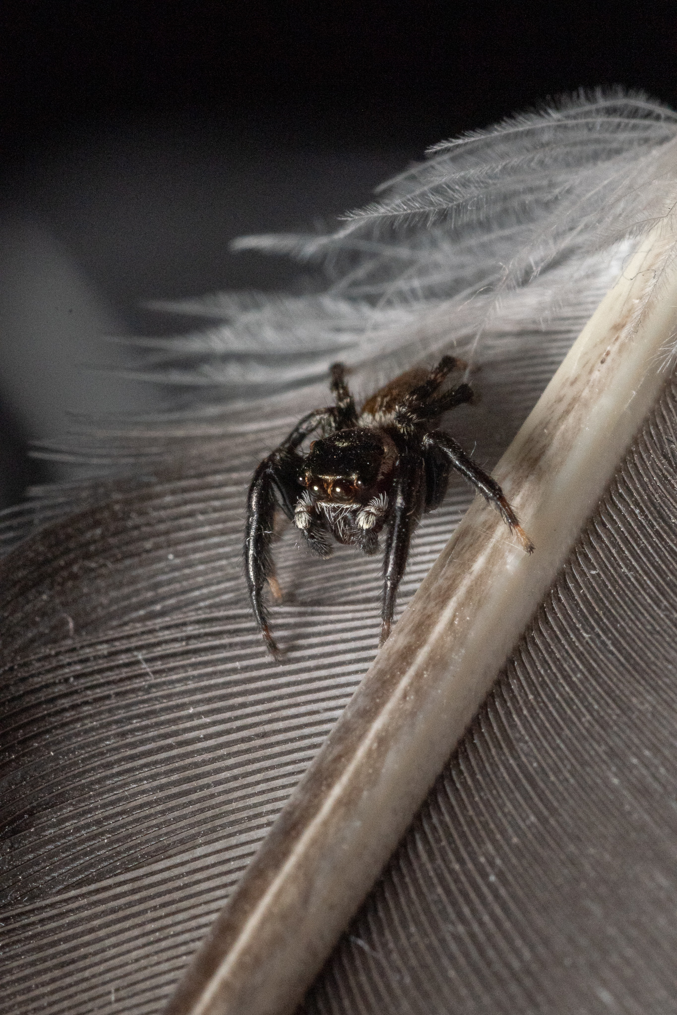 Macro jumper spider