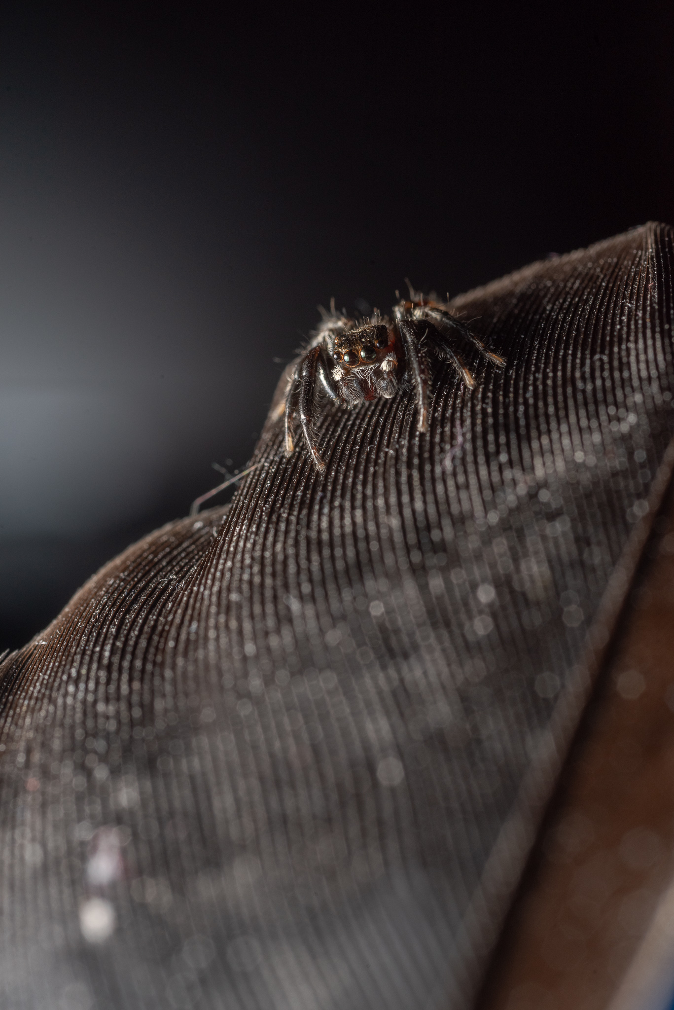 Macro jumper spider