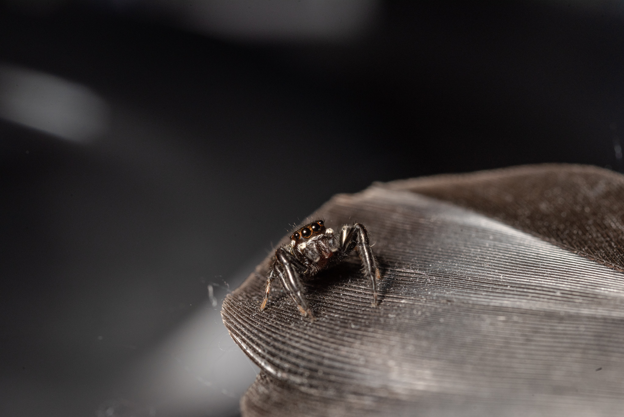 Macro jumper spider