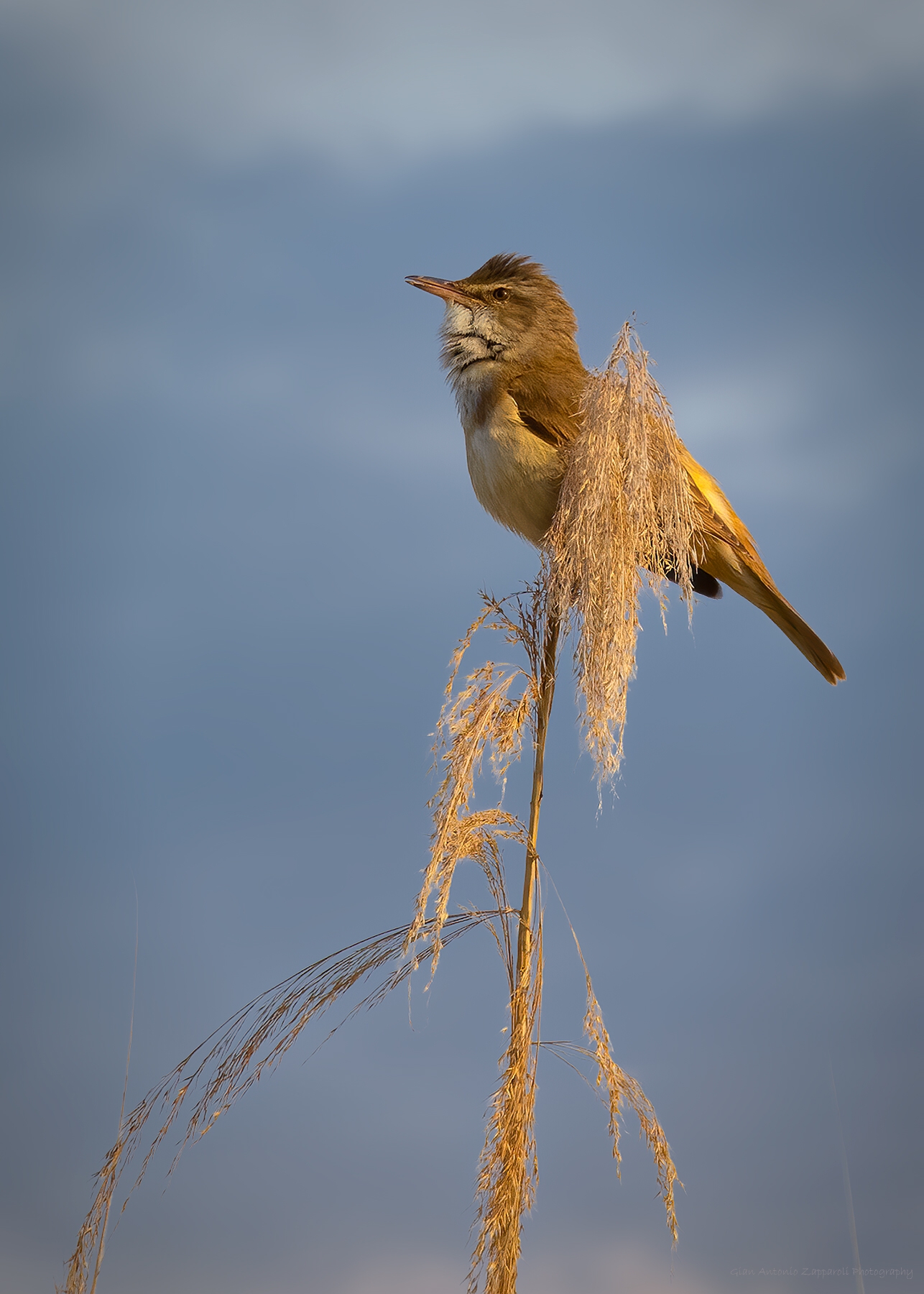 Cannareccione (Acrocephalus arundinaceus)