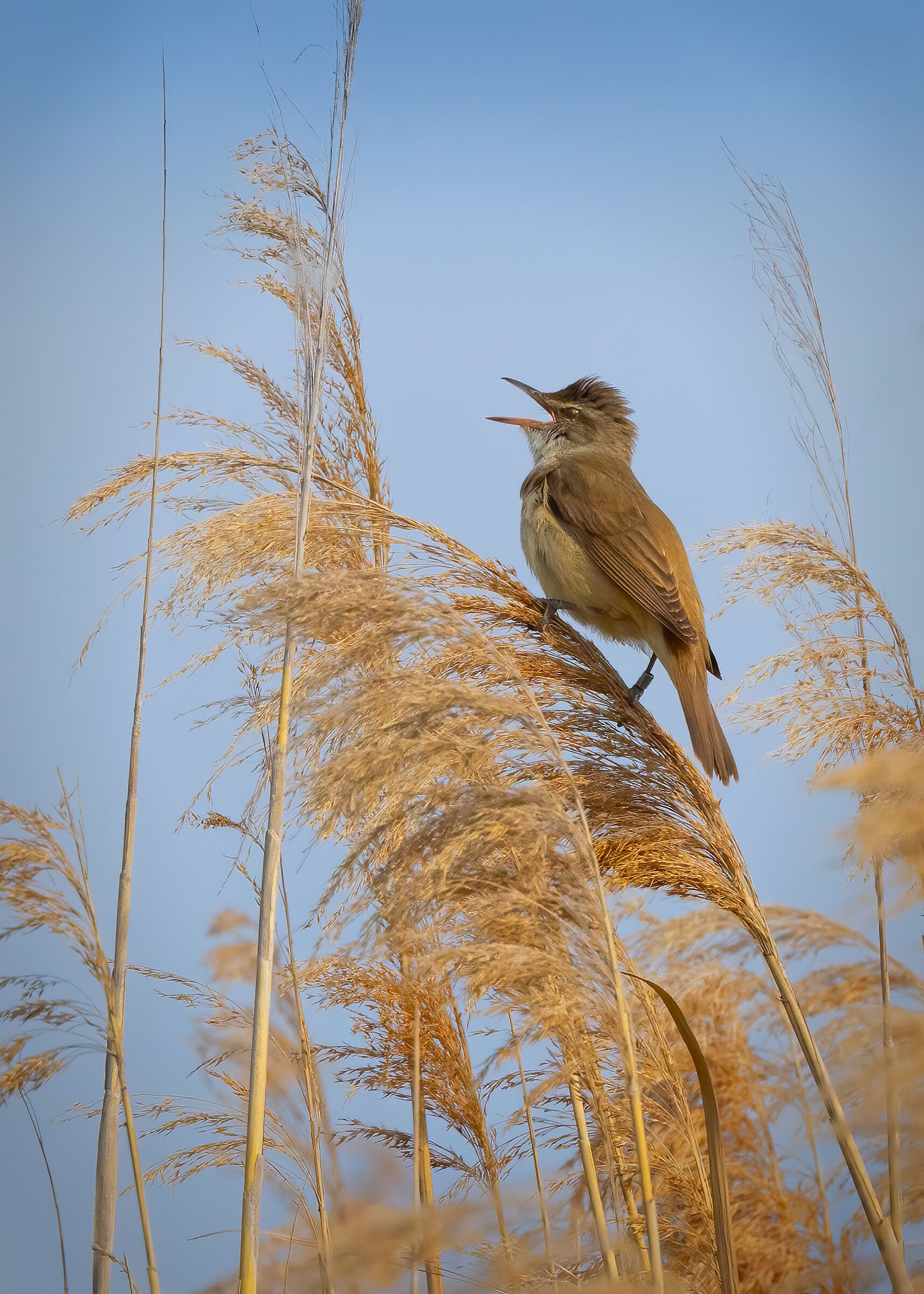 Cannareccione in canto (Acrocephalus arundinaceus)