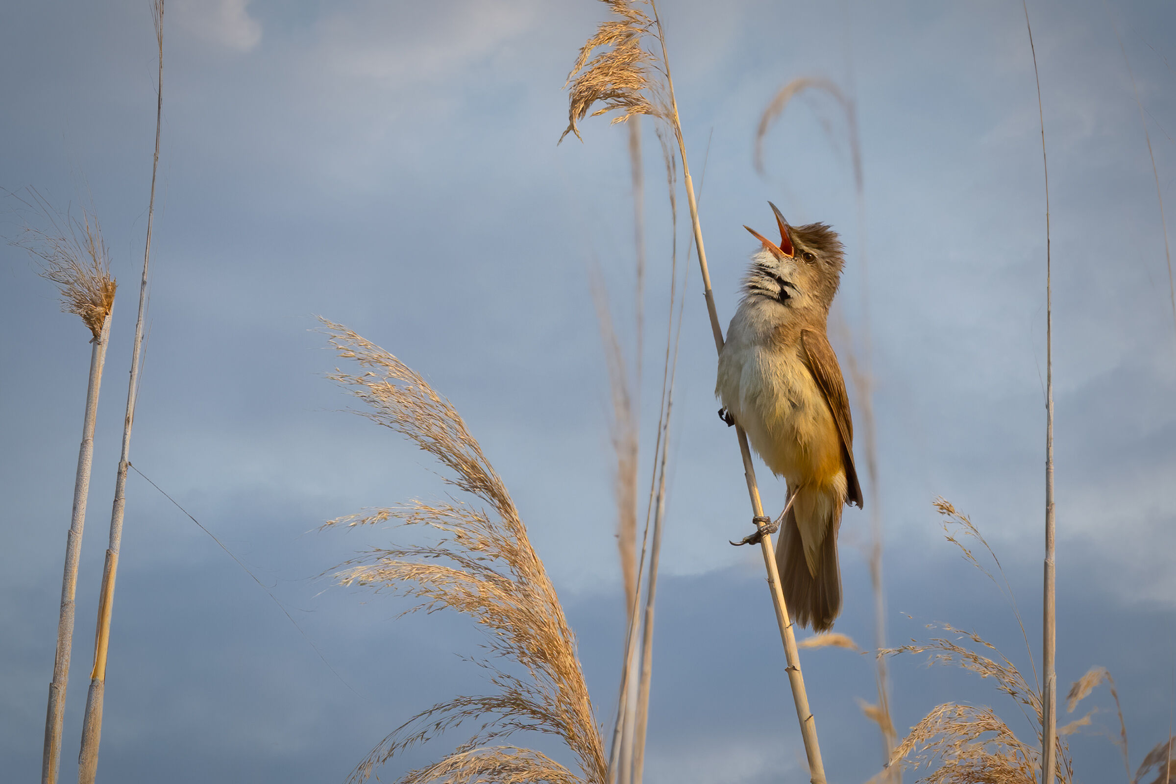 Cannareccione in canto (Acrocephalus arundinaceus)