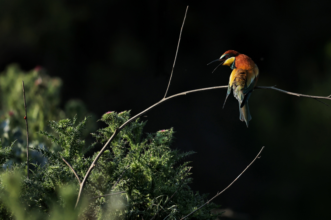 Bee-eater