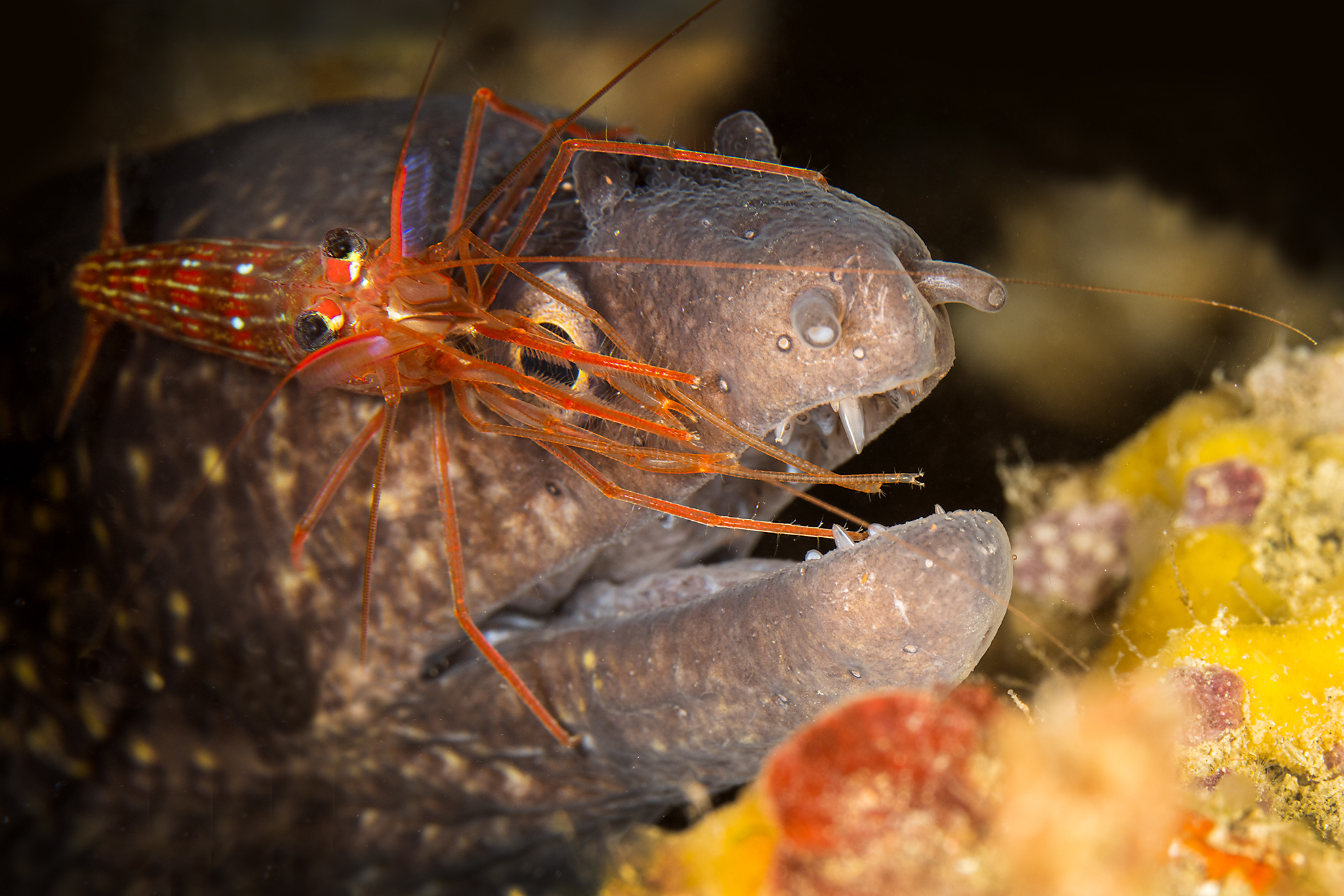 Moray eel and shrimp cleaner