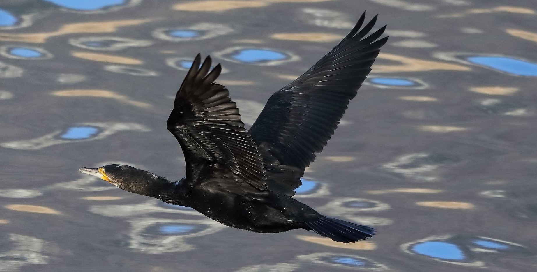 Cormorano 15-02-2023