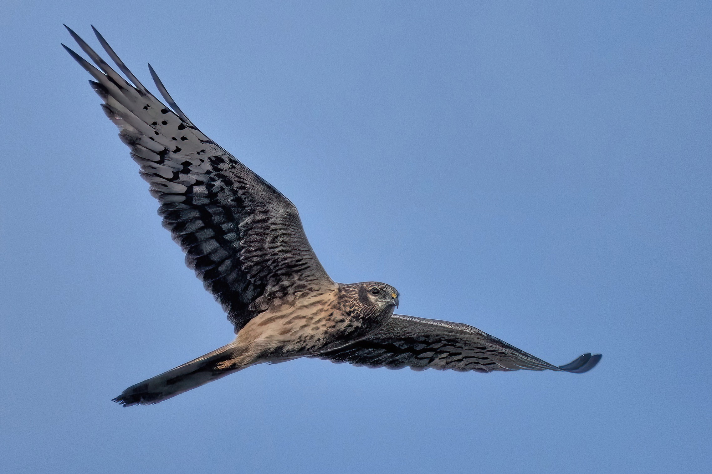 Harrier (Circus pygargus) - female