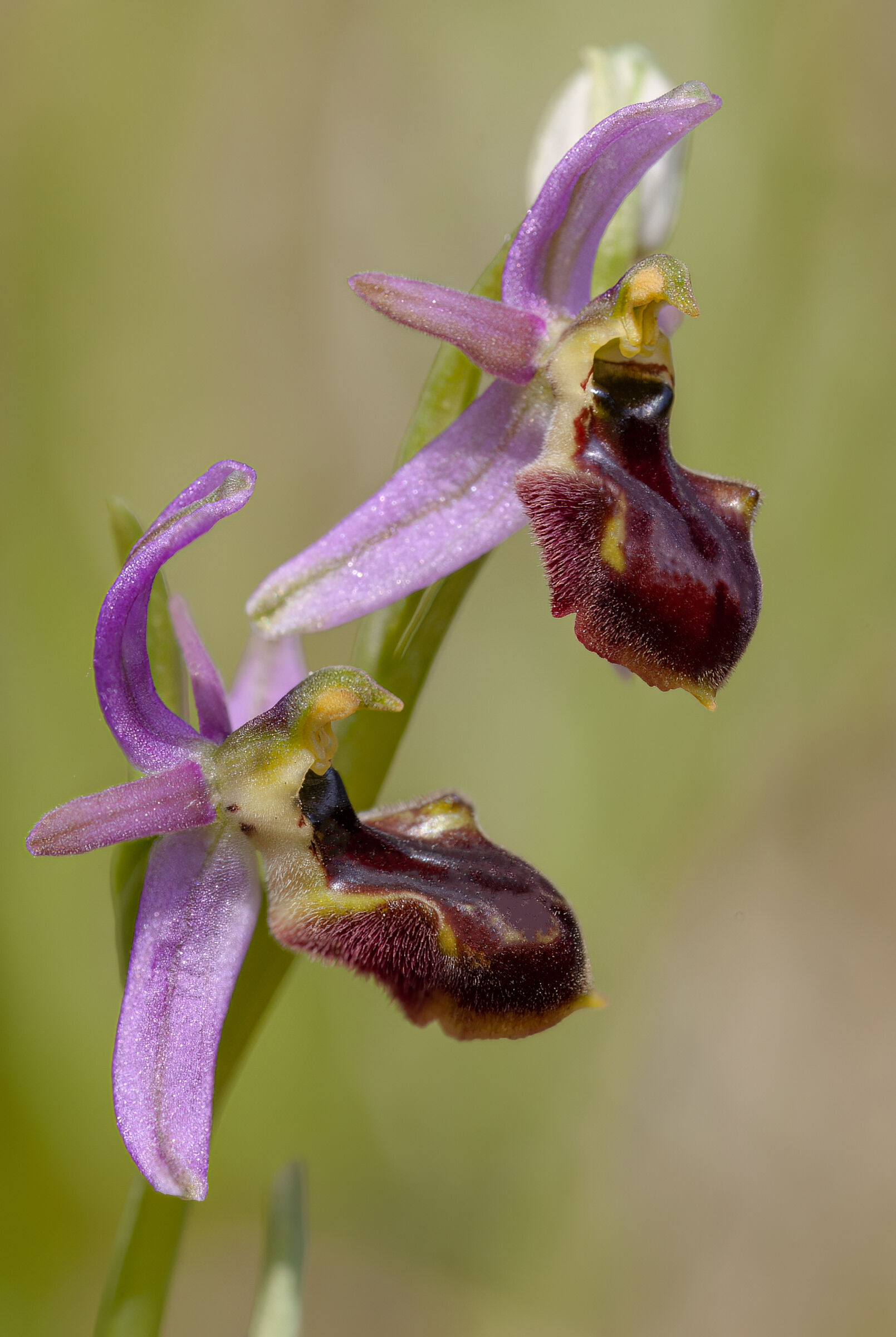 Ophrys exaltata