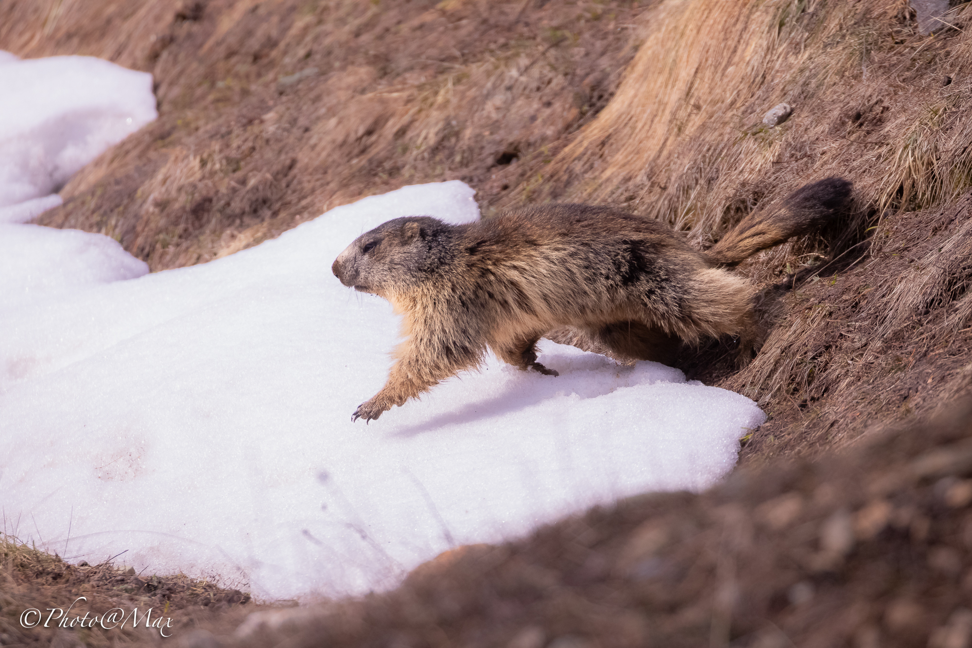 Marmotta