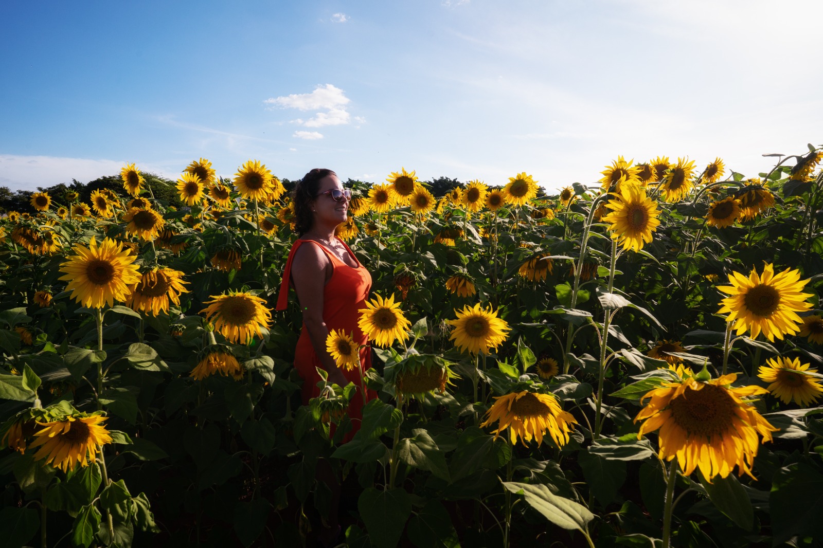 Girasoli in Minas Gerais