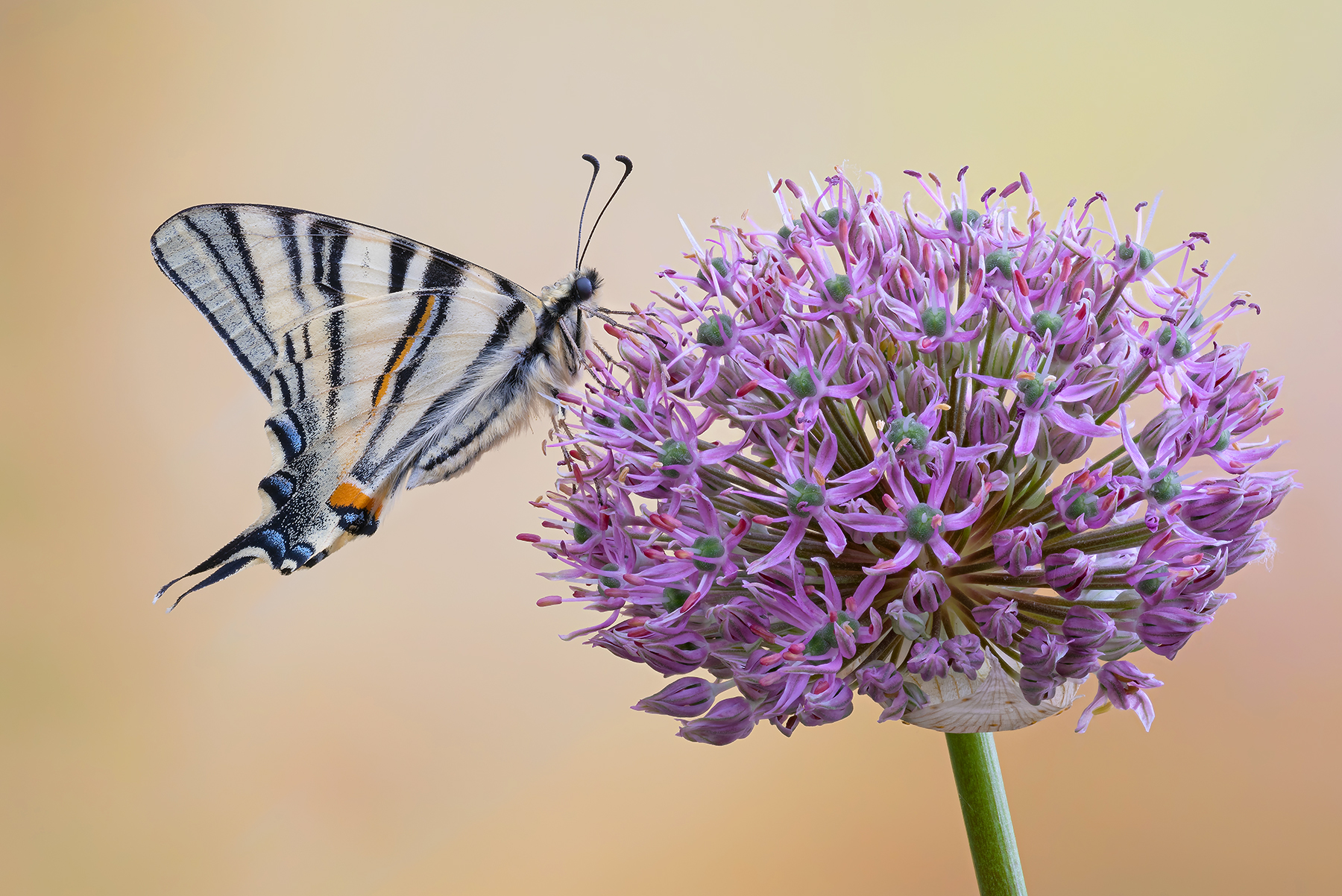 Il mondo tra le dita