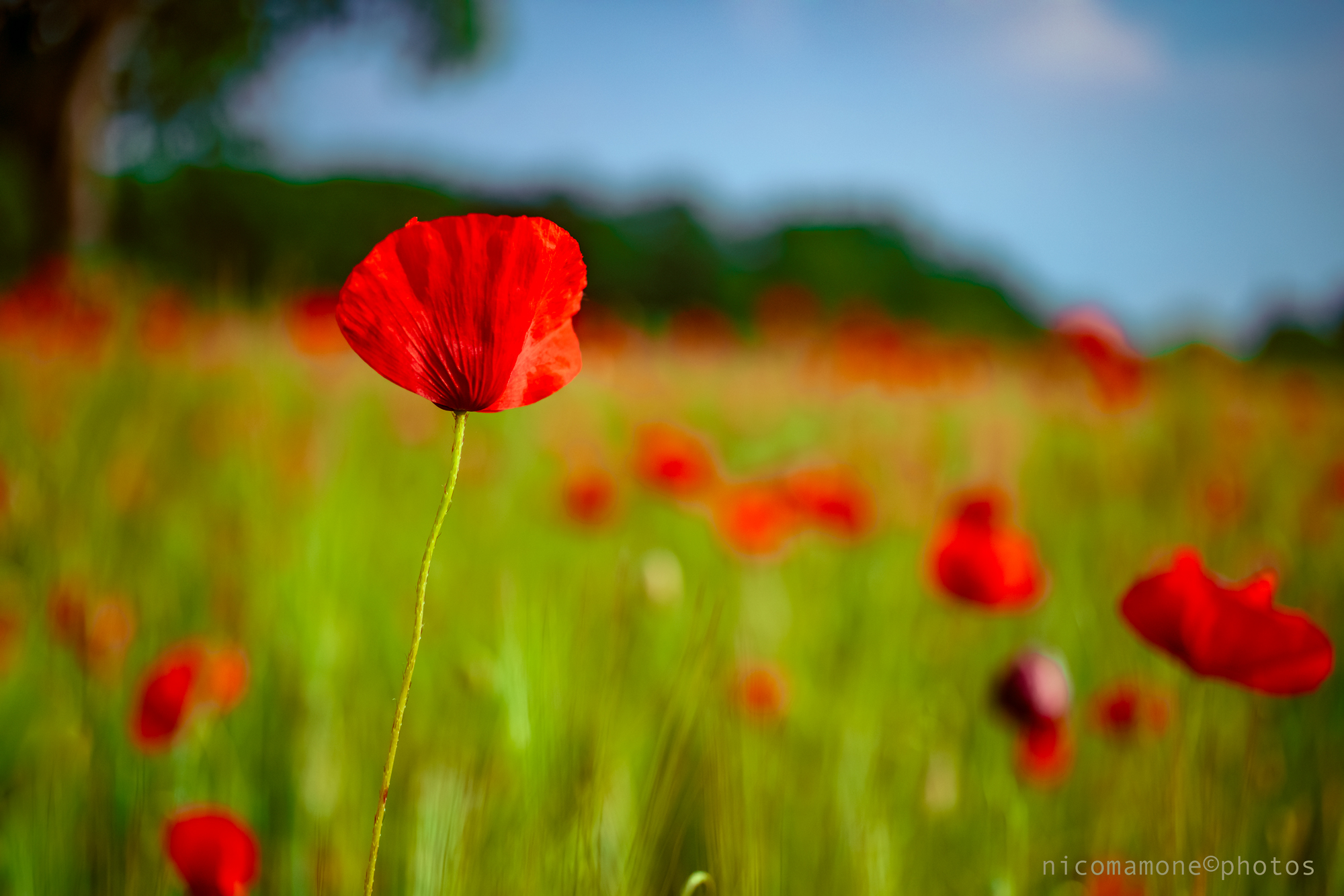 Impressions of May...