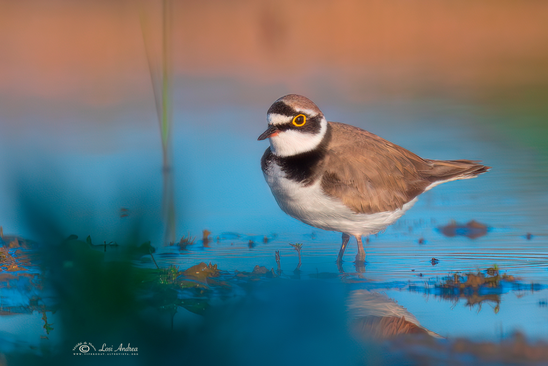 Small courier at dawn