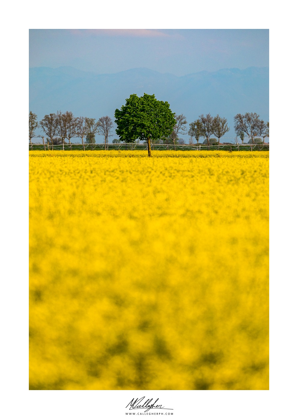 Yellow sea