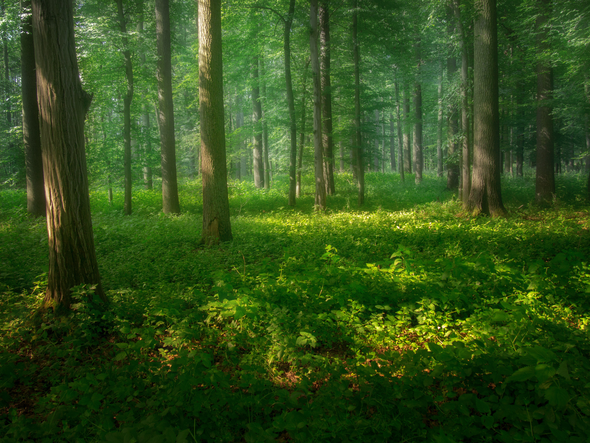 Sunlight in the Forest