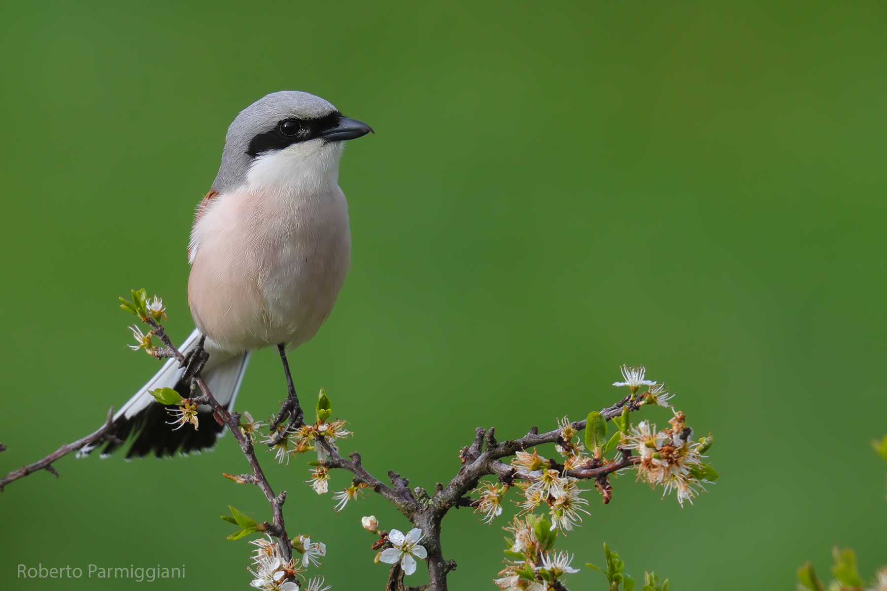 Red-backed shrike