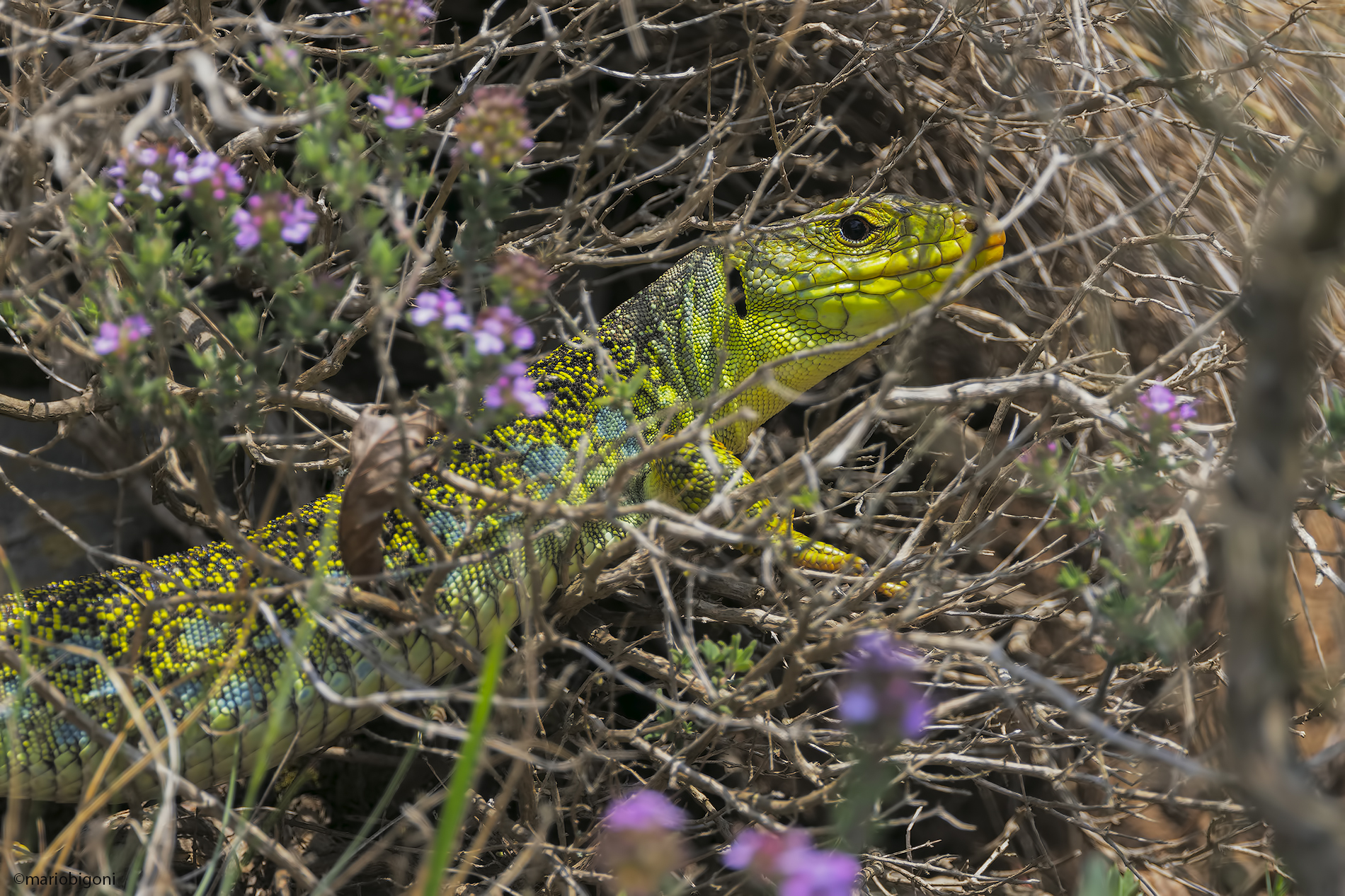 Ocellated lizard