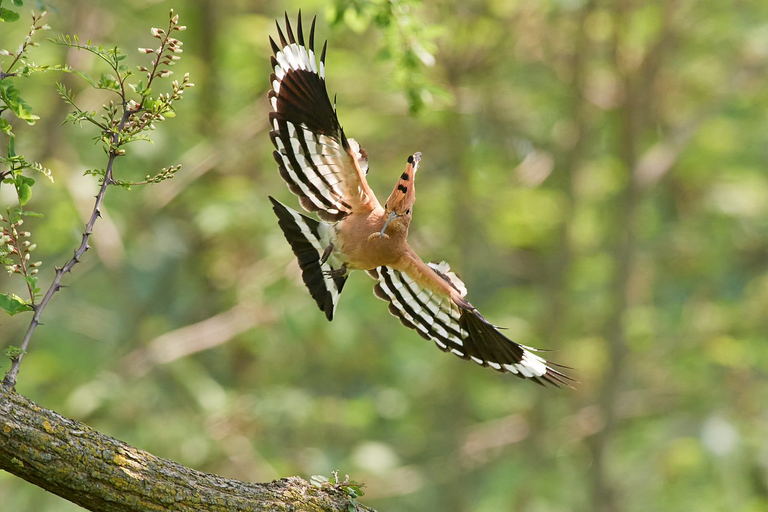 Hoopoe