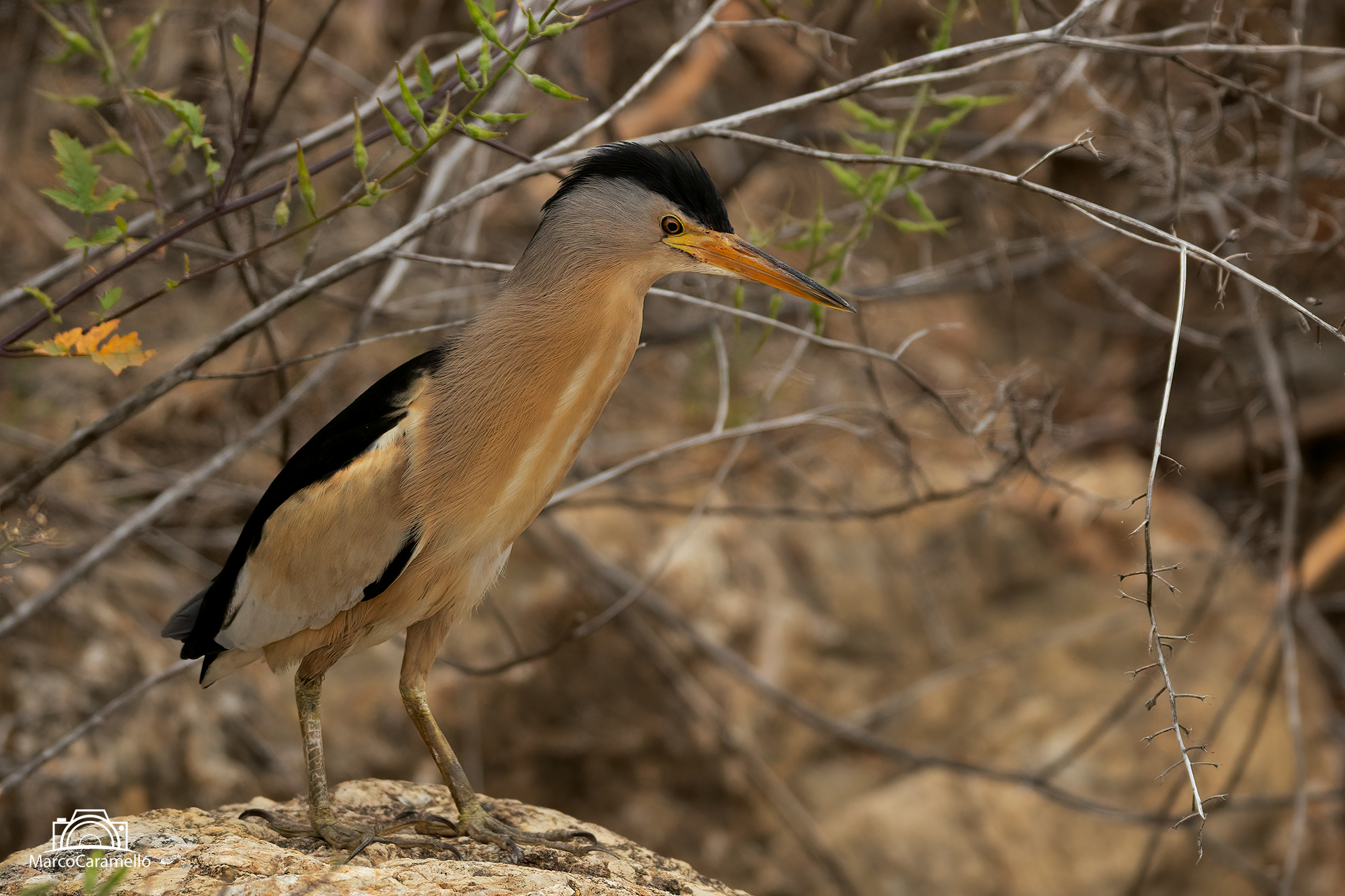 Little bittern