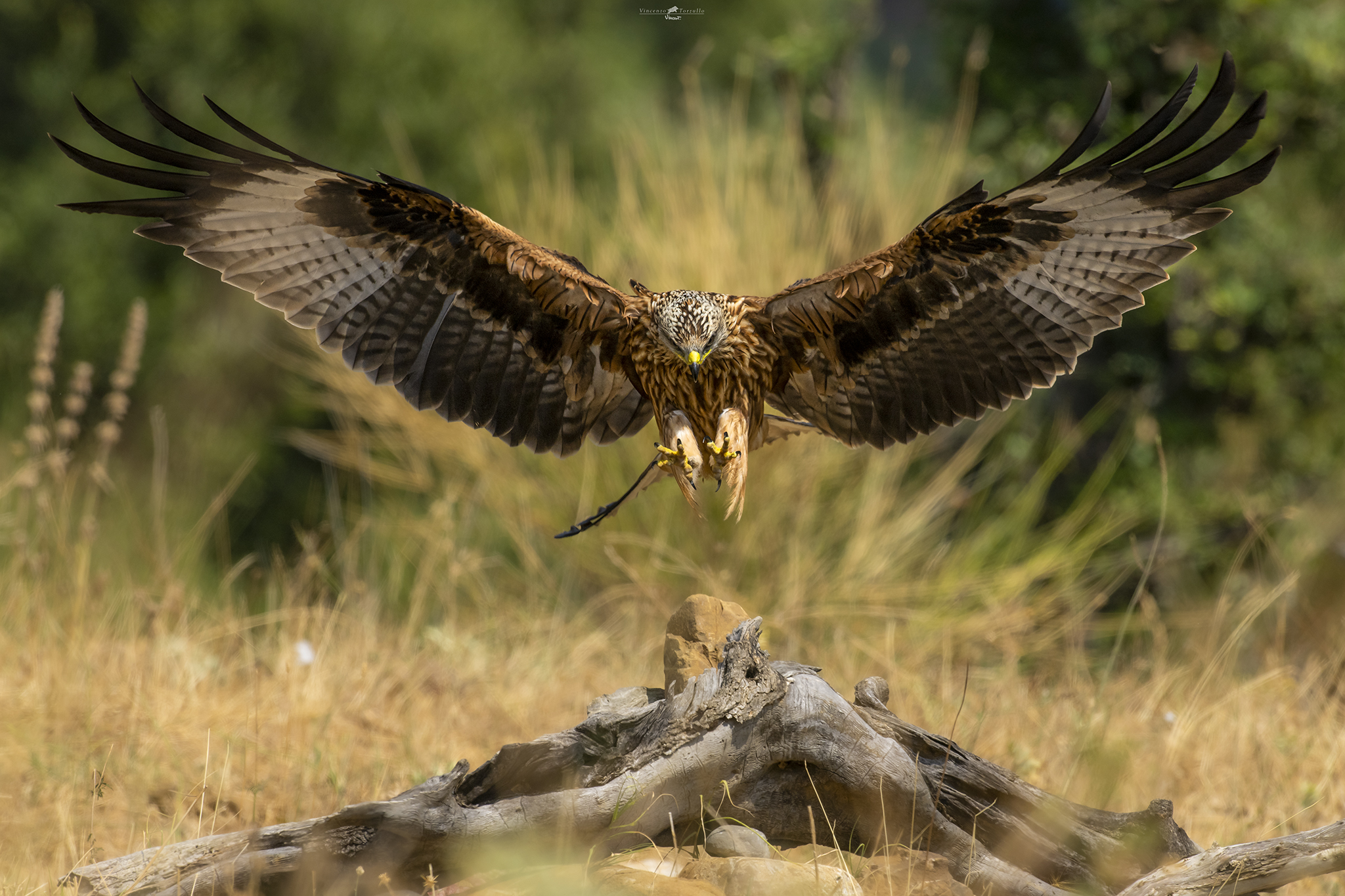 Nibbio Reale in atterraggio