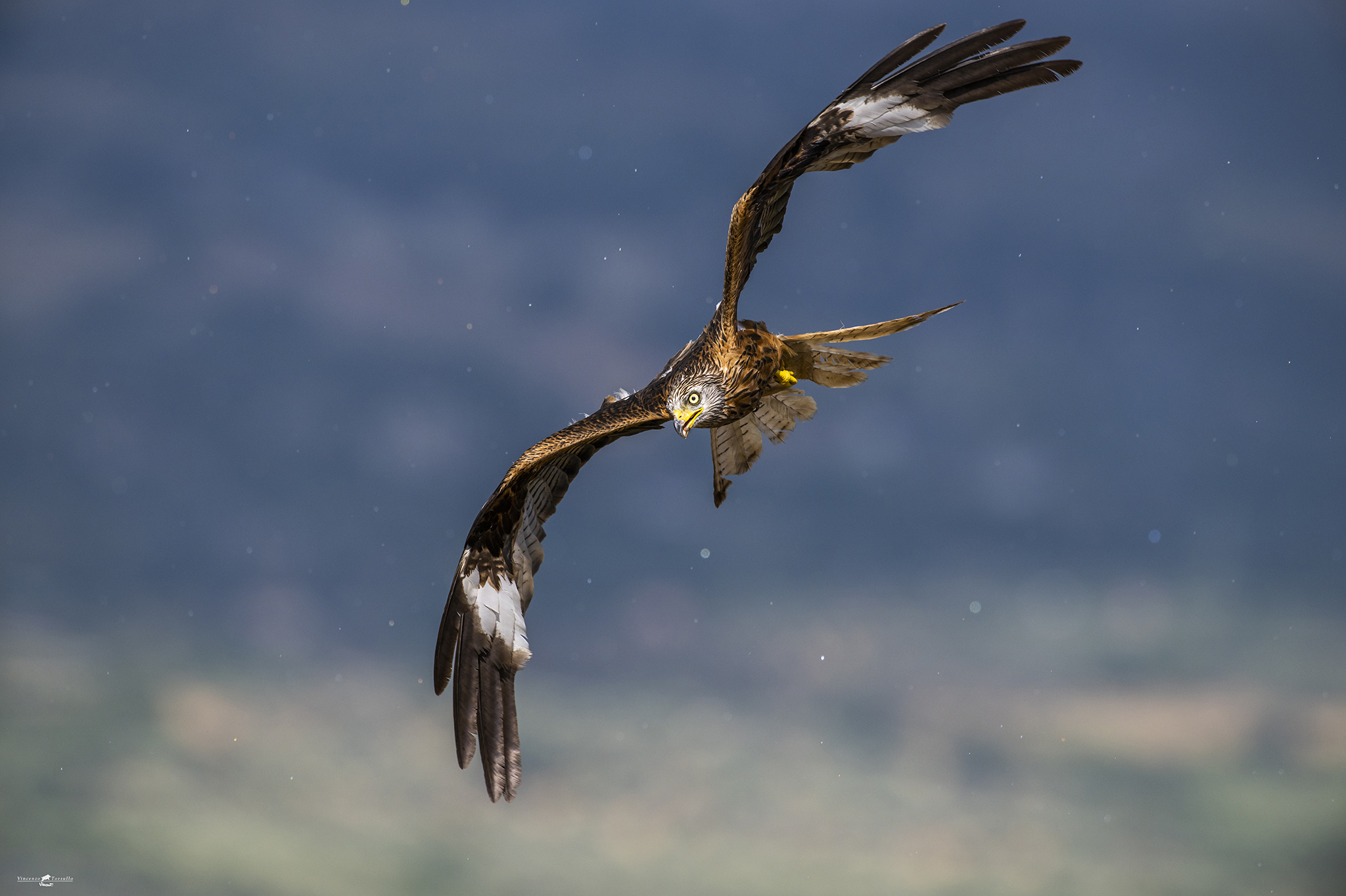 Nibbio Reale sotto una leggera pioggerellina