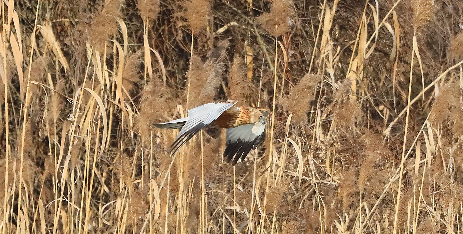 Falco di palude 03-02-2023