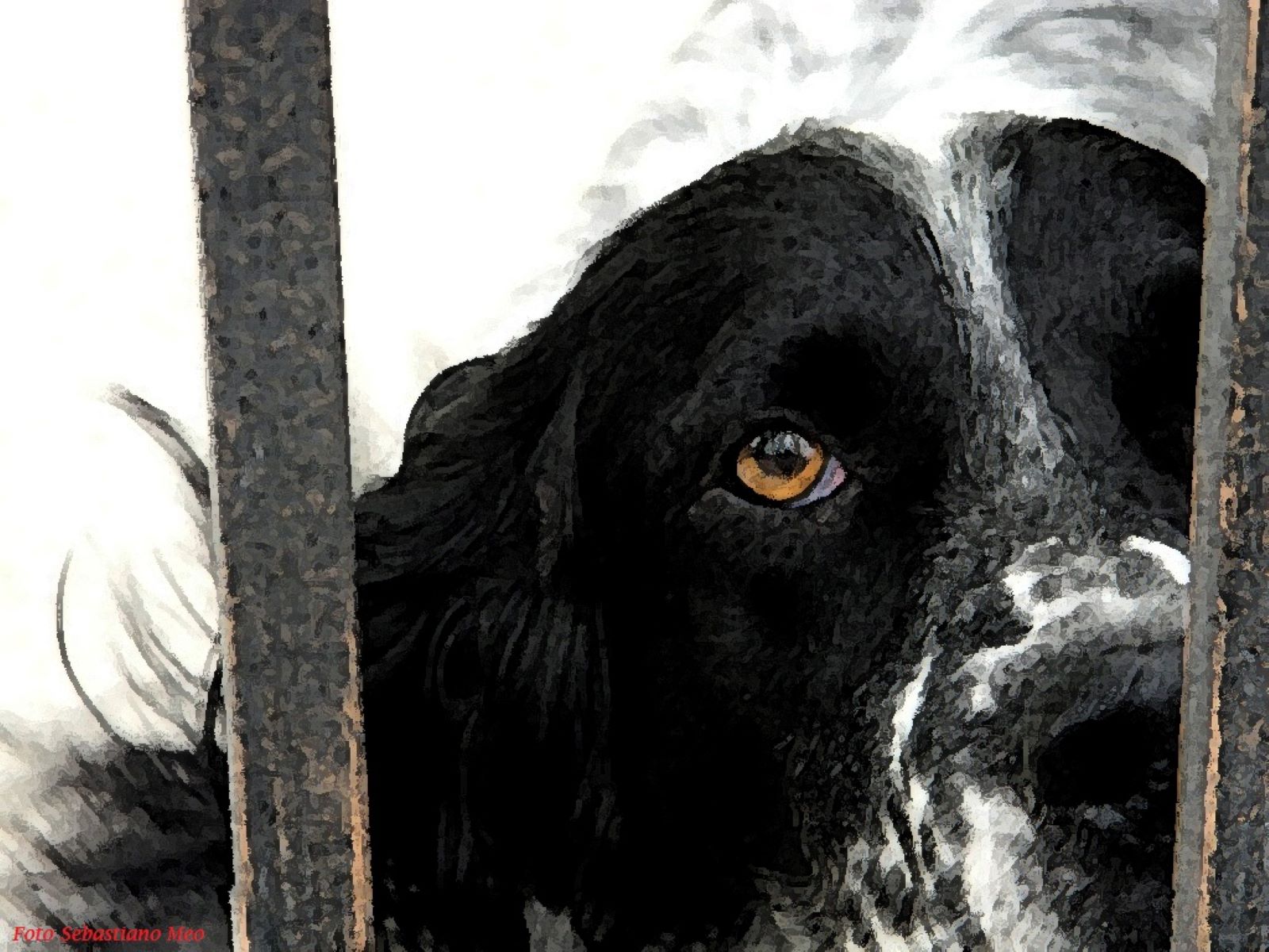 Setter