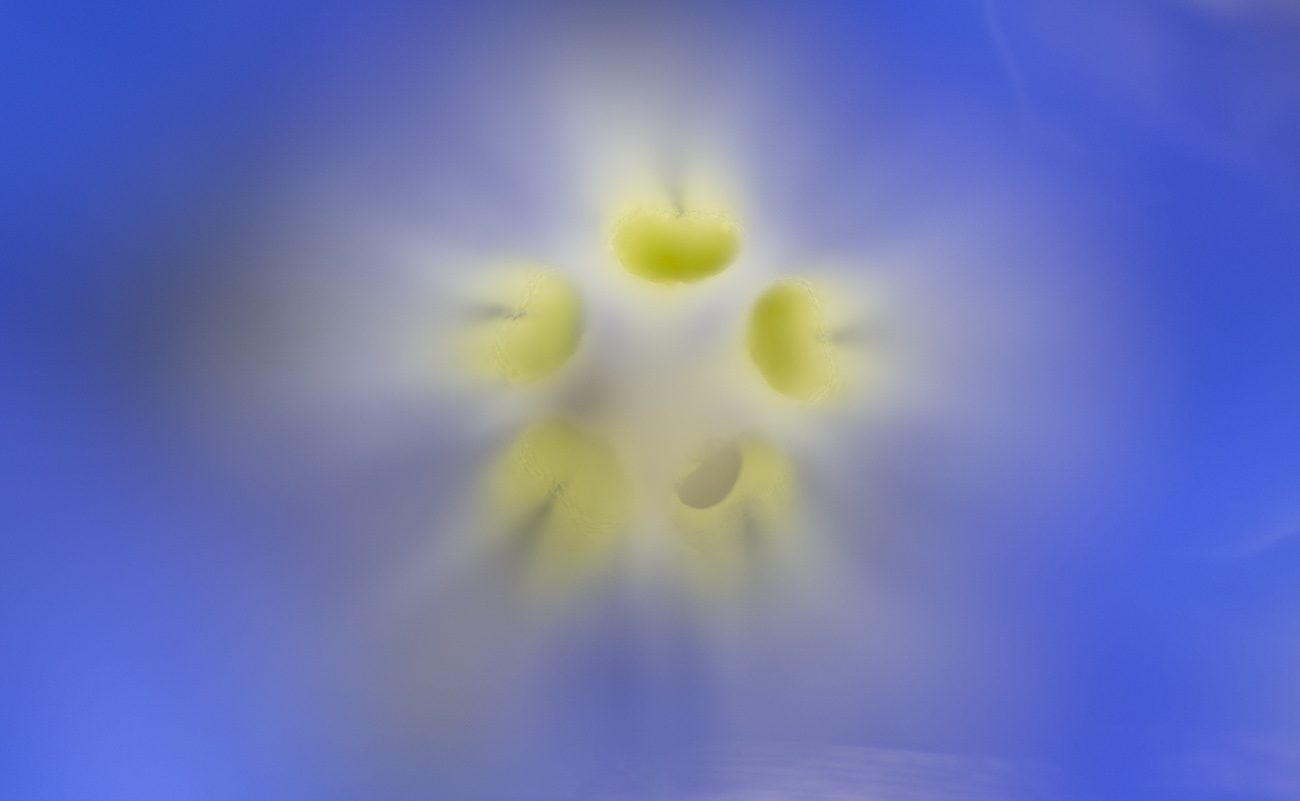 Stimma Gentiana dinarica Beck