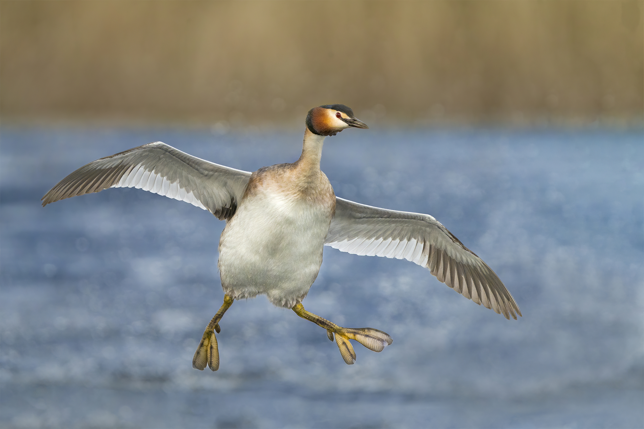 Great crested grebe