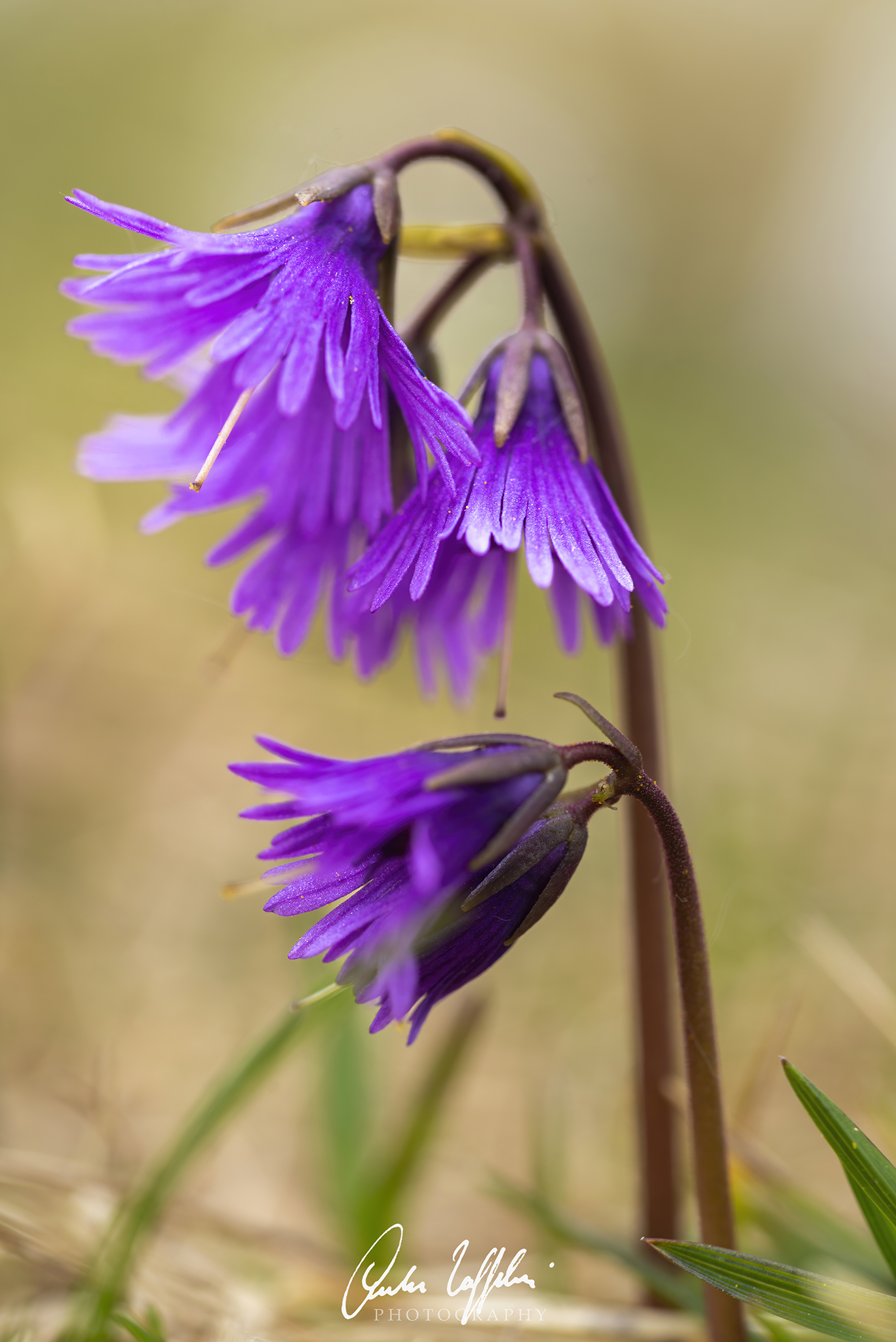 Soldanella