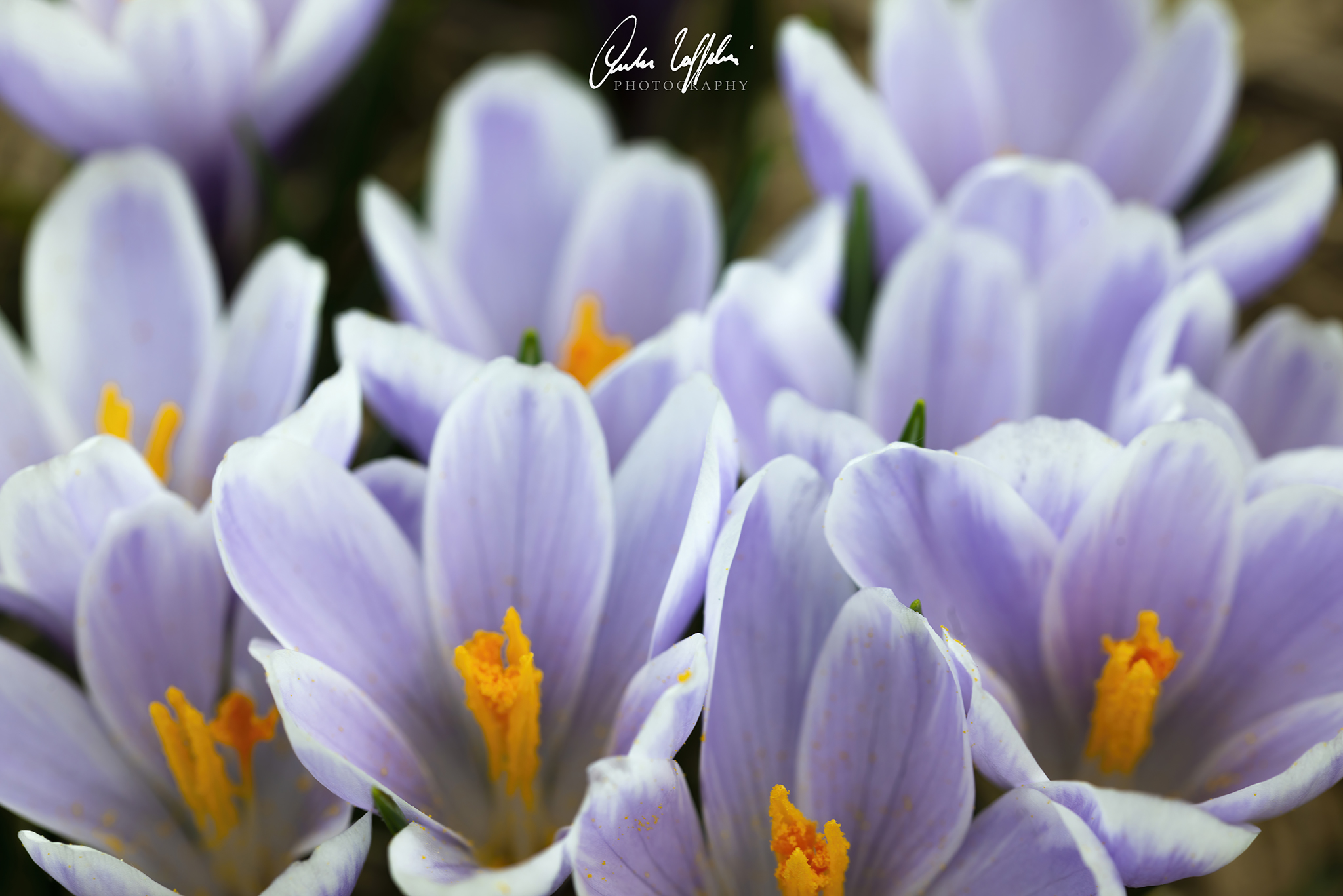 Crocus (Macro)
