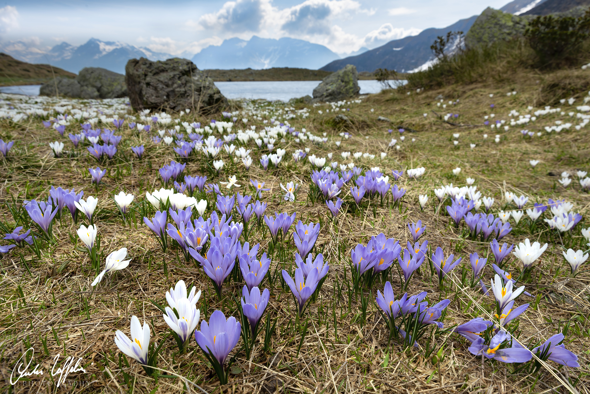 Crocus at the Cardeto Lakes