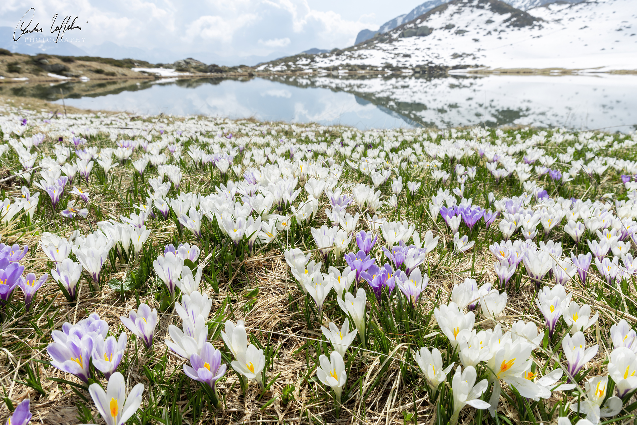 Crocus carpet