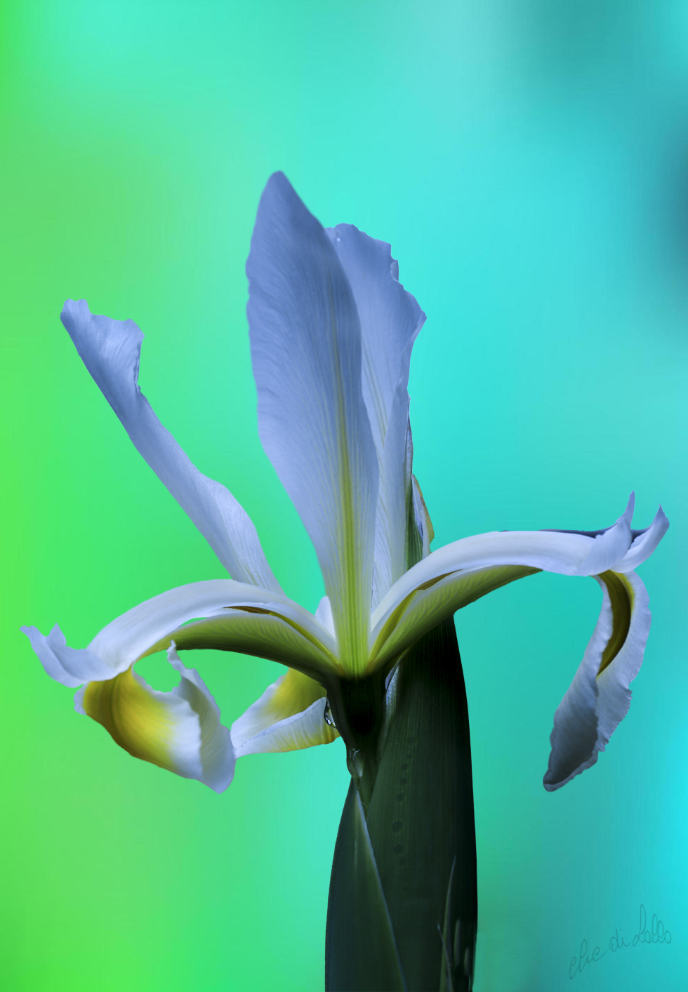 Qualcuno conosce il nome di questo fiore?