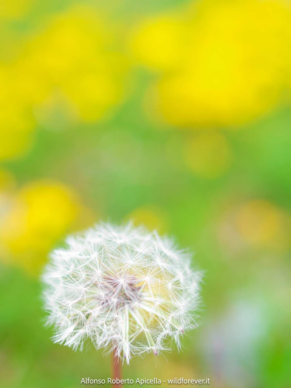 Valley of the Orchids