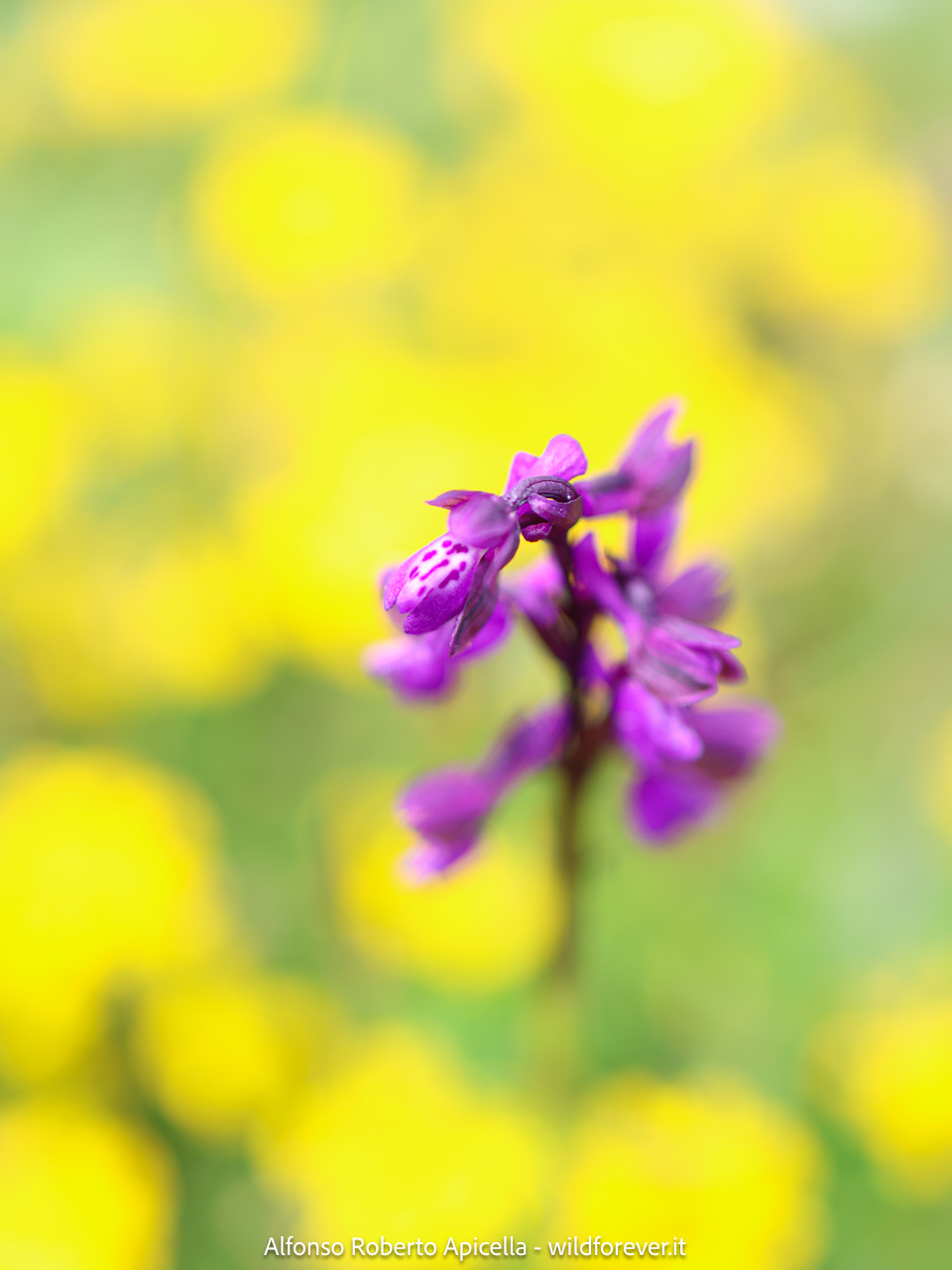 Valley of the Orchids