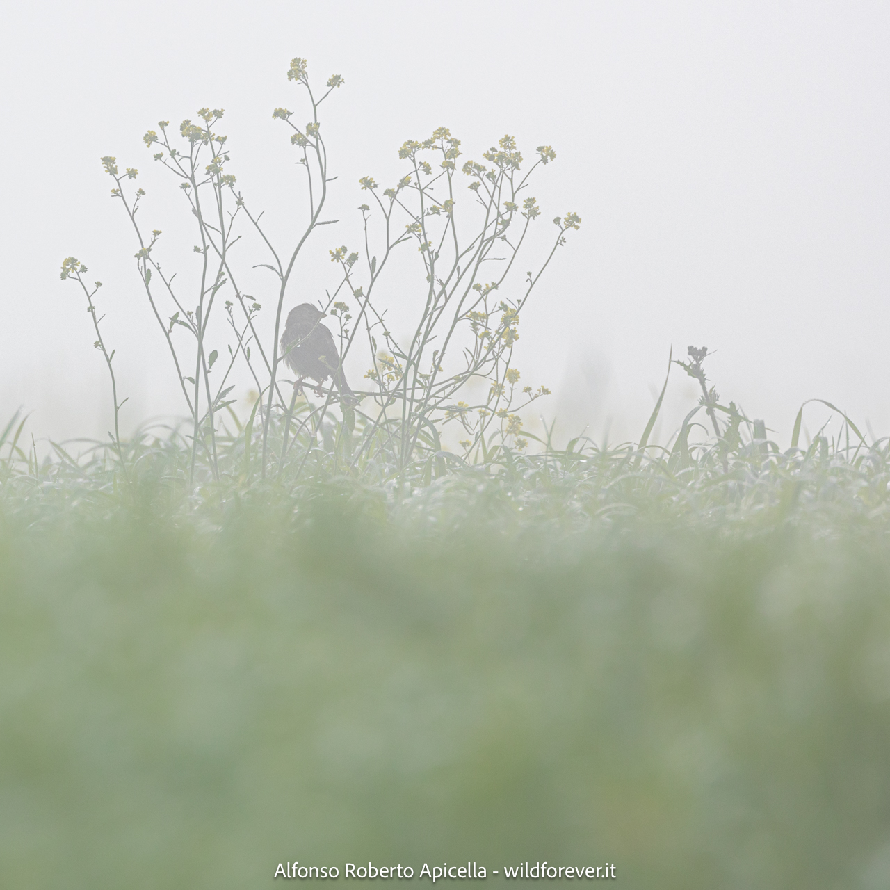 Valley of the Orchids