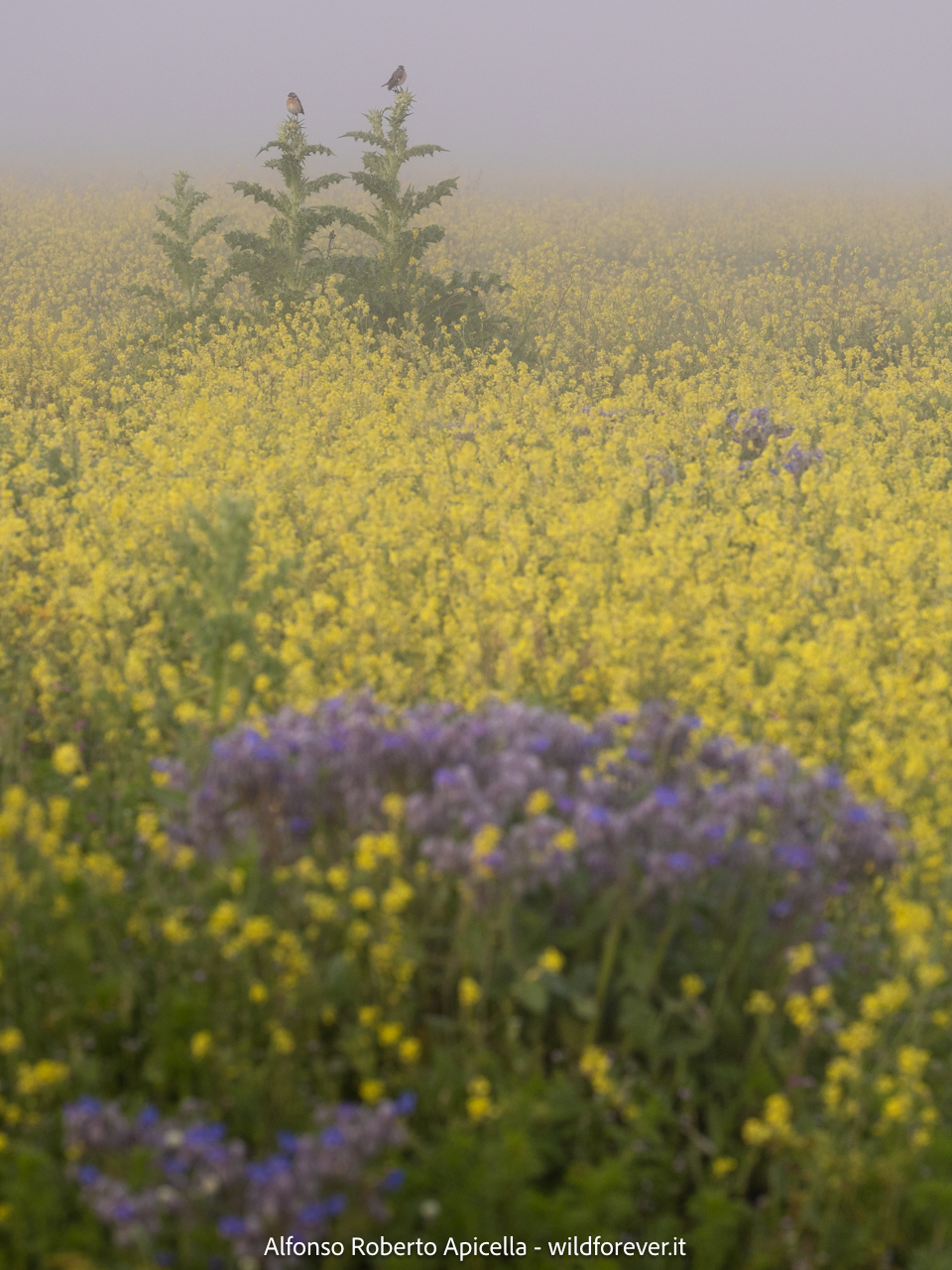 Valley of the Orchids