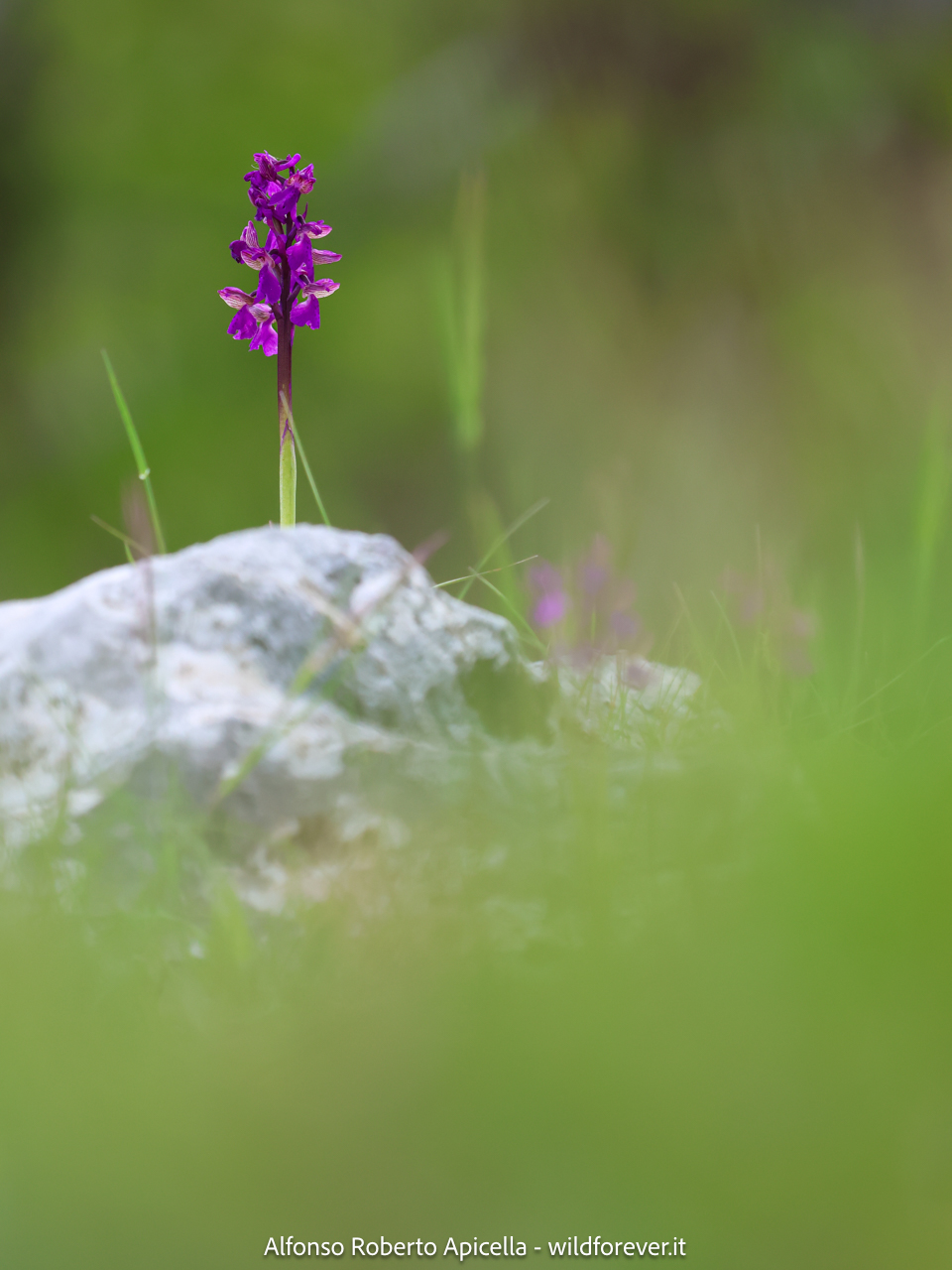 Valley of the Orchids