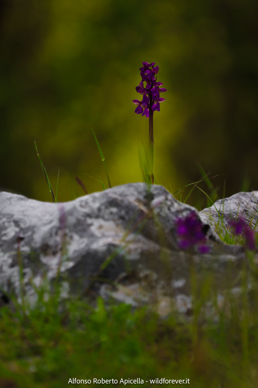 Valley of the Orchids