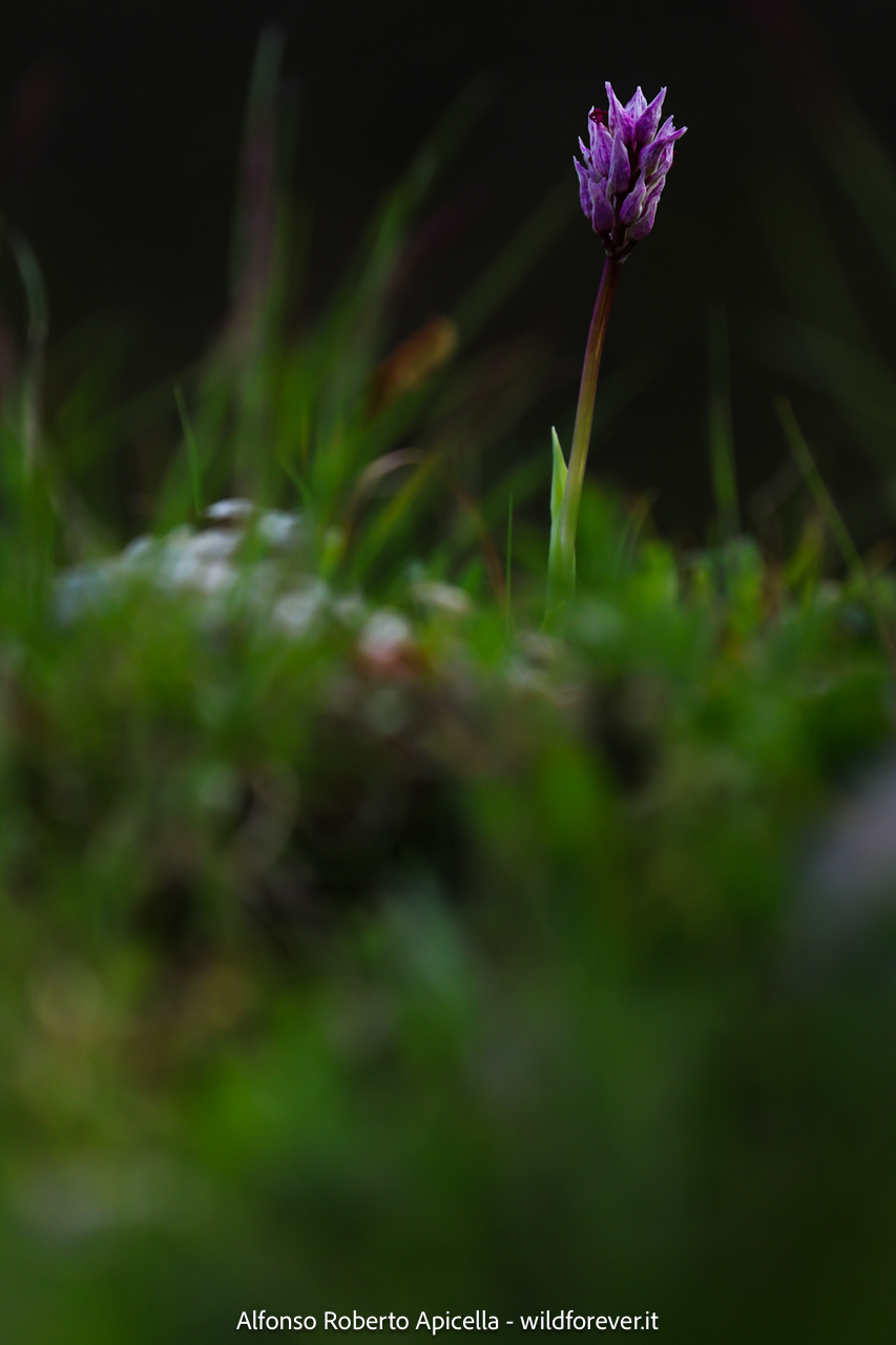 Valley of the Orchids