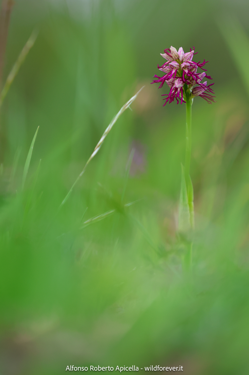 Valley of the Orchids