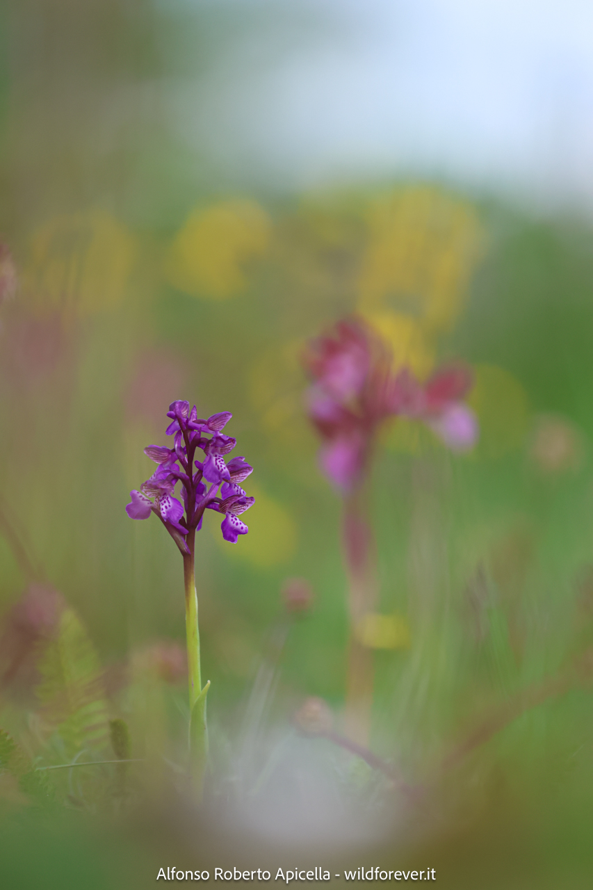 Valley of the Orchids