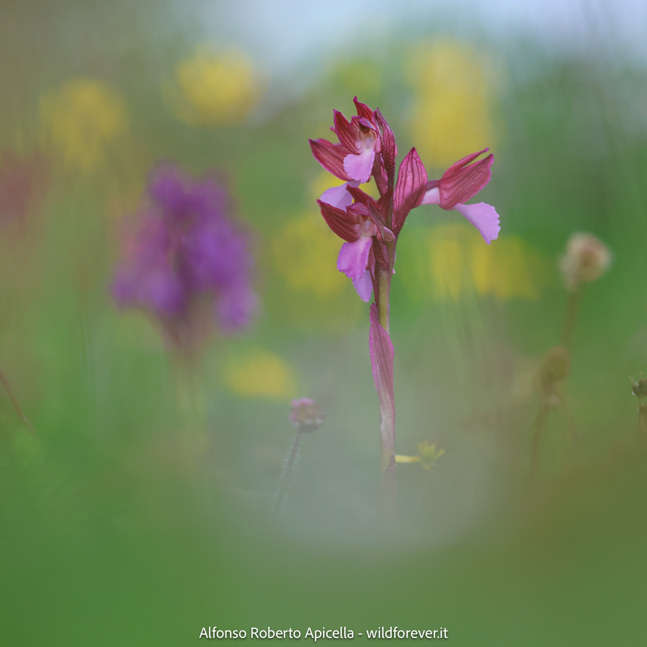 Valley of the Orchids